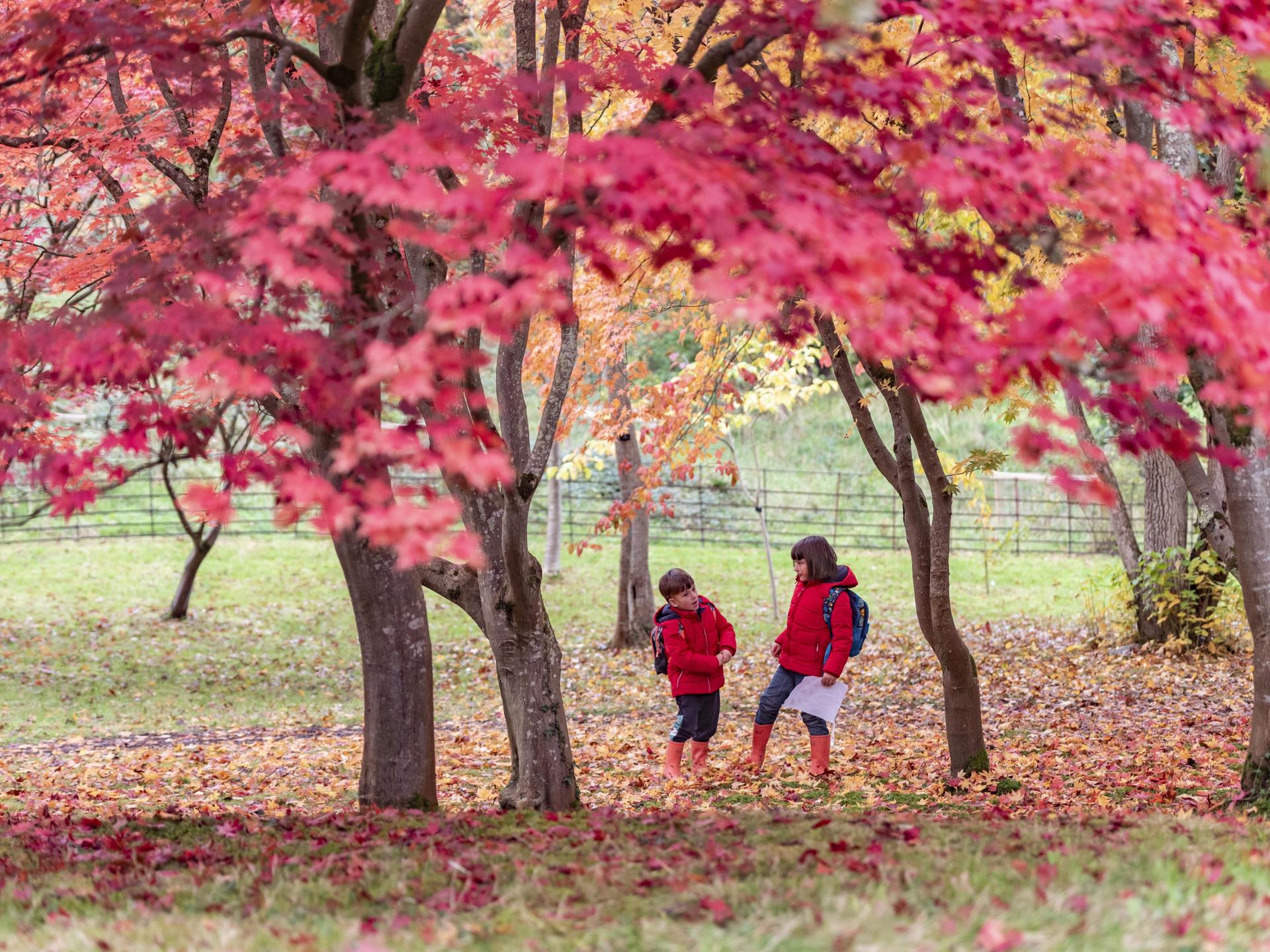 Autumn colour at Bodnant Garden