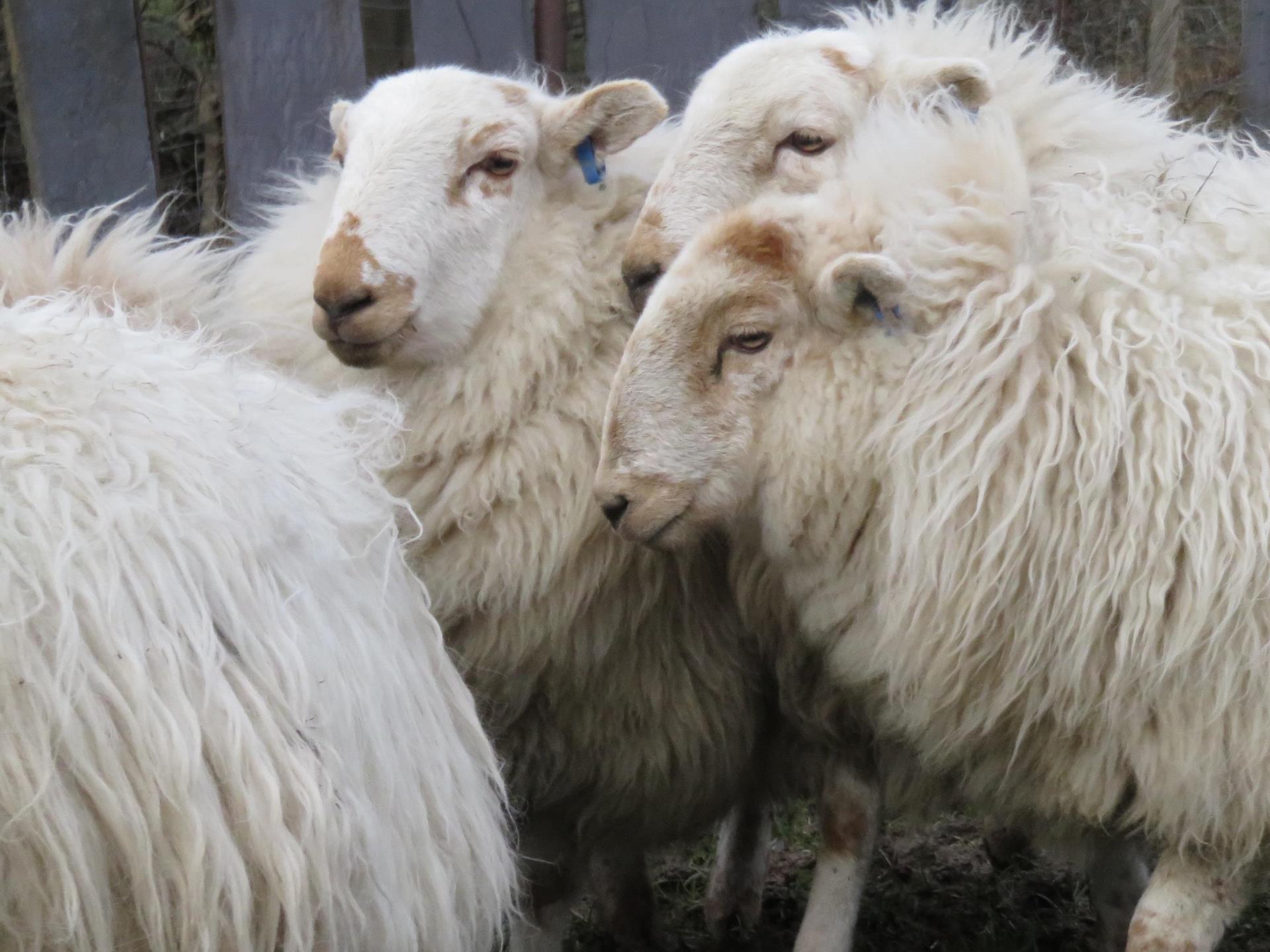 Welsh Mountain Sheep, Crawiau & Sheepdog