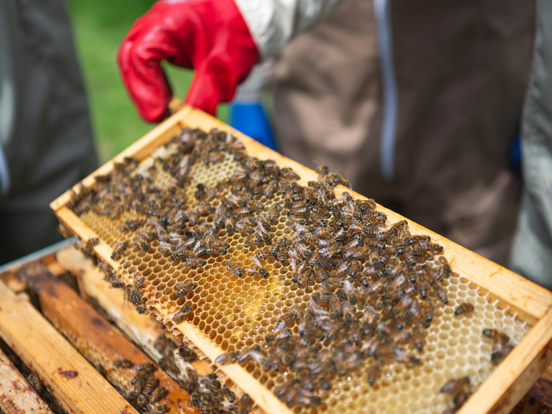 closeup bees on honeycomb