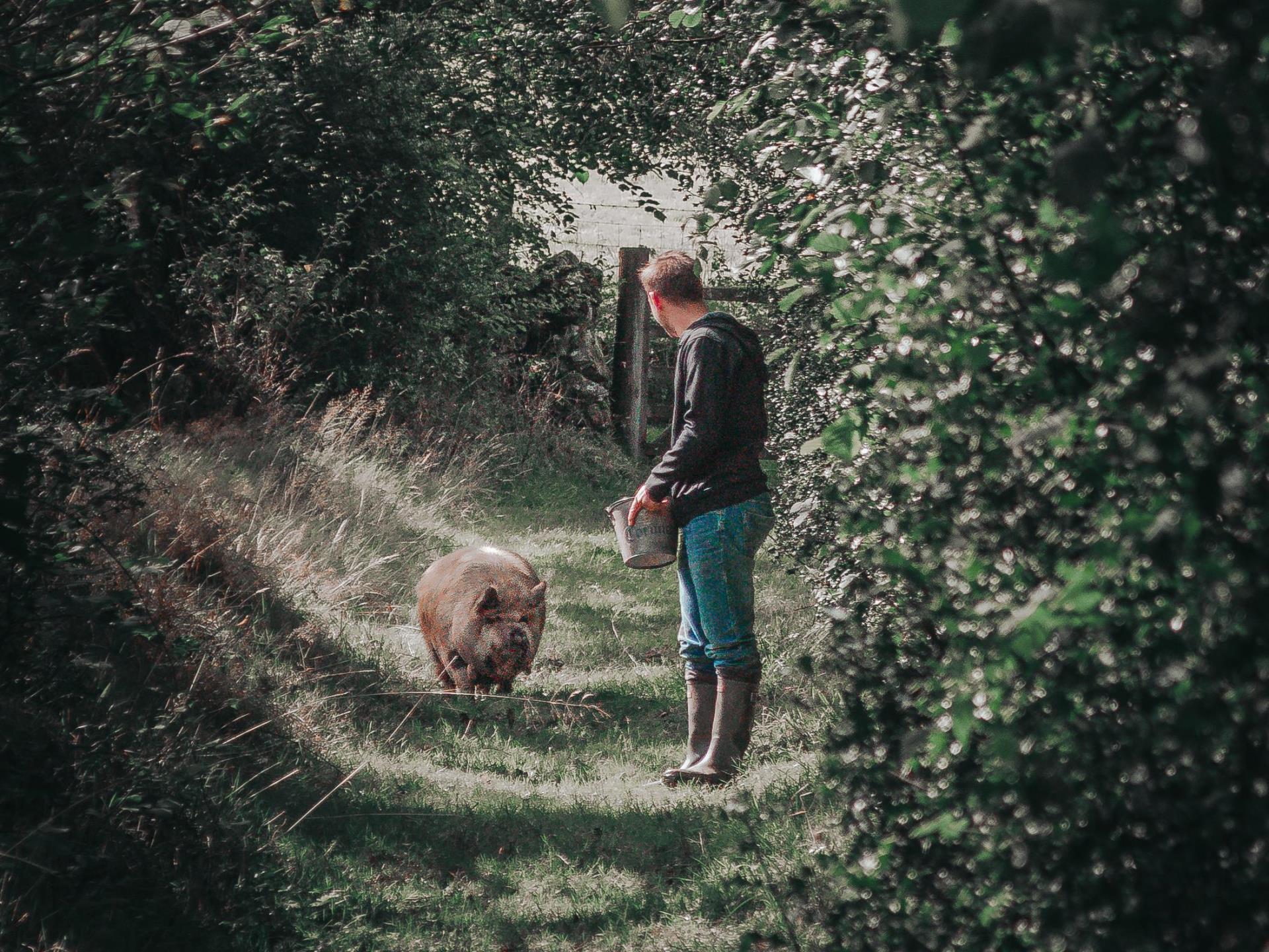 Take a pet pig for a walk and a paddle