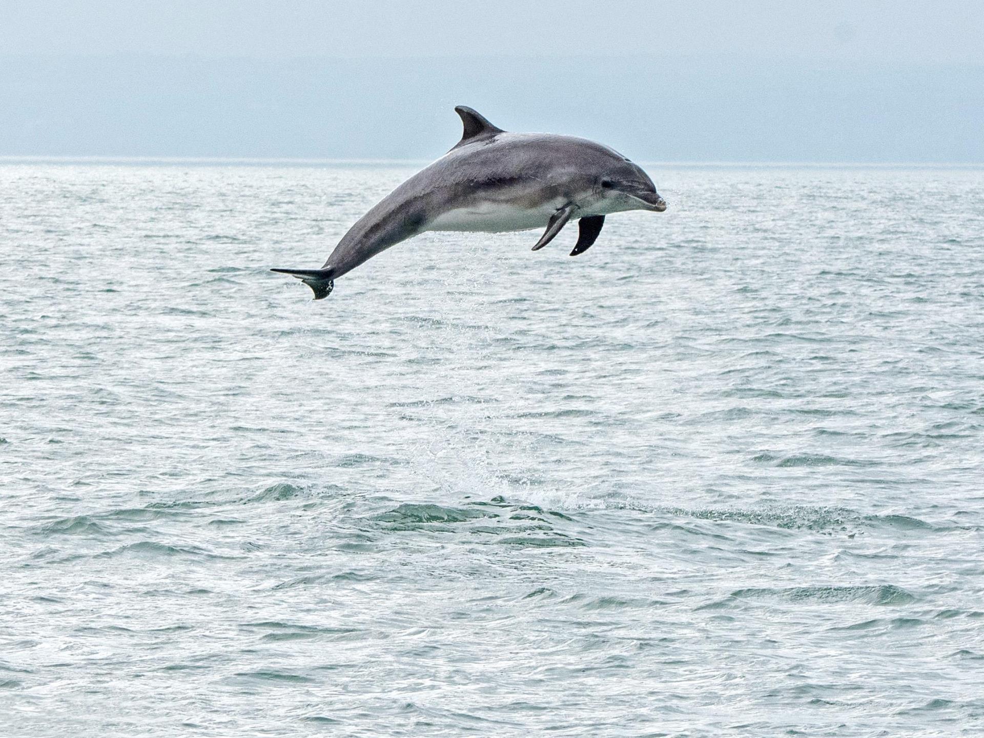 A young bottlenose dolphin breaching