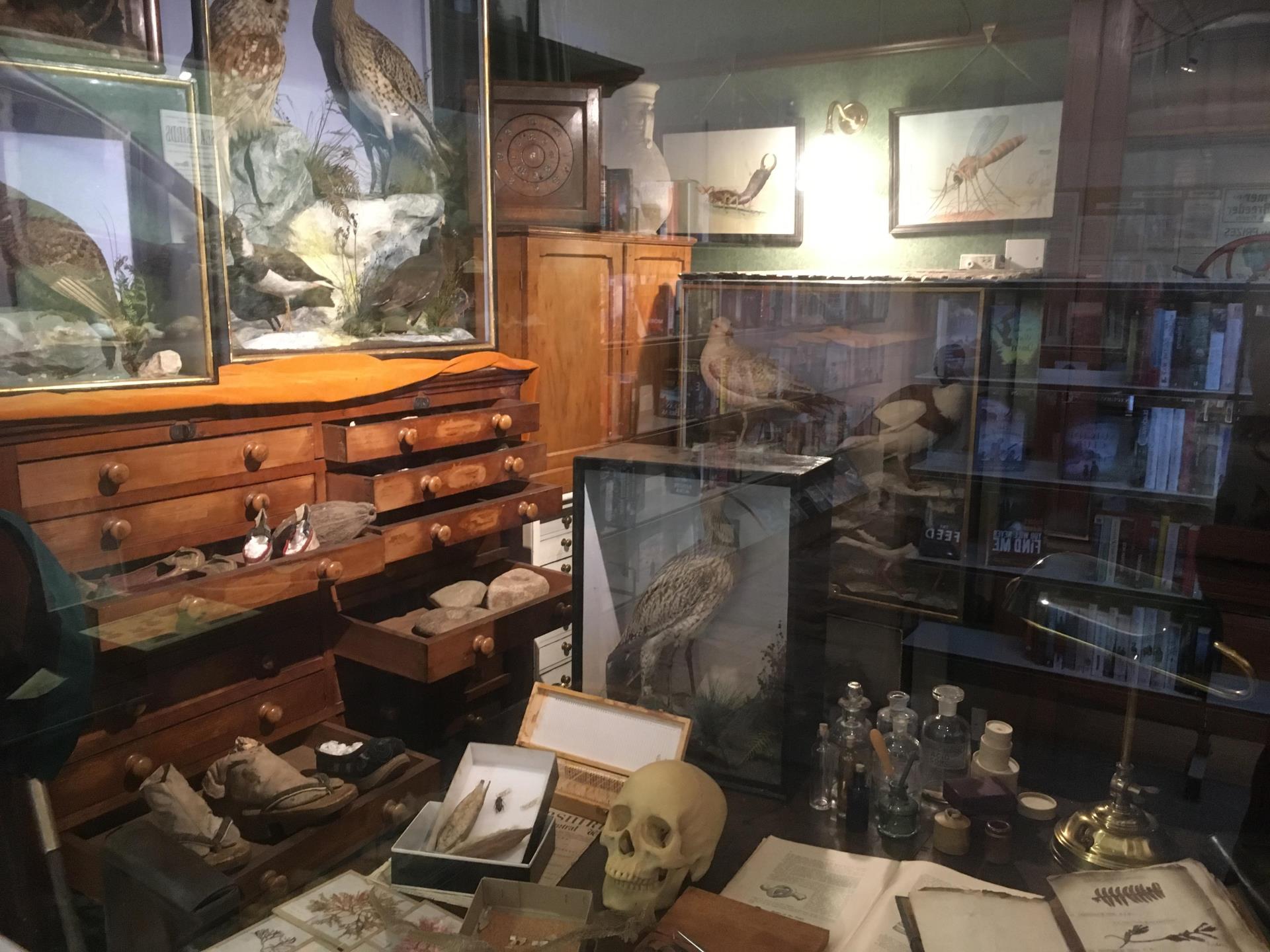 Inside the Naturalist's study