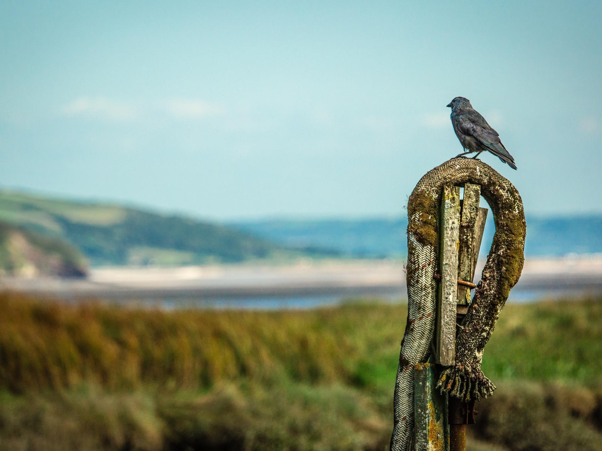 A birds' view towards Oxwich Bay