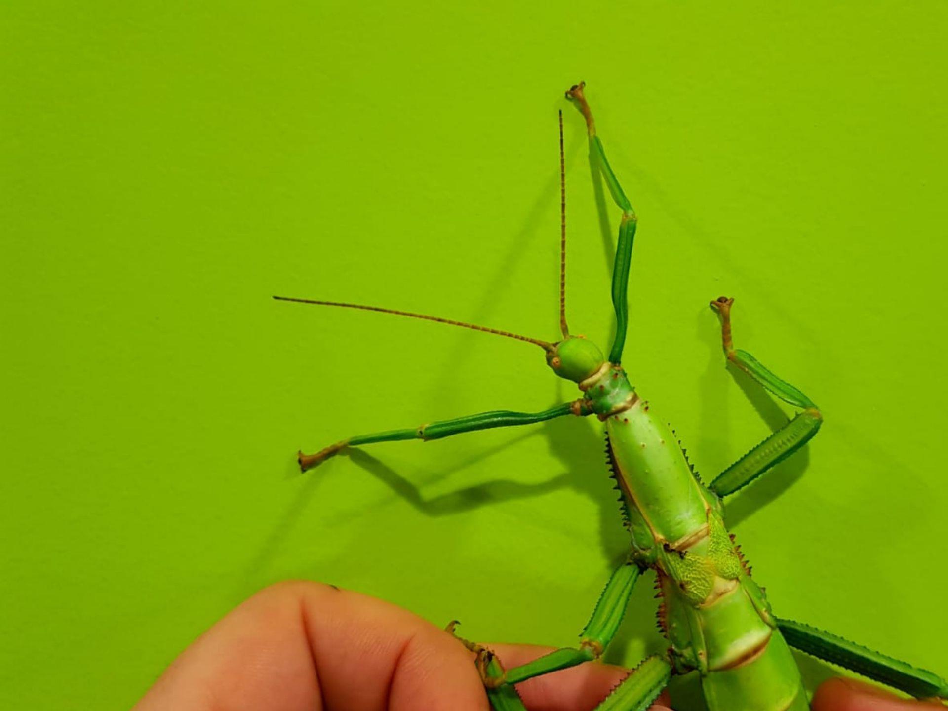 The Bug Farm green bean stick insect