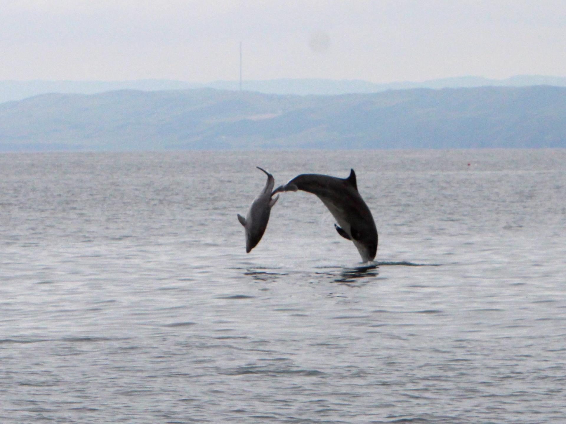 Bottlenose dolphins on an Epic Fishing Trip