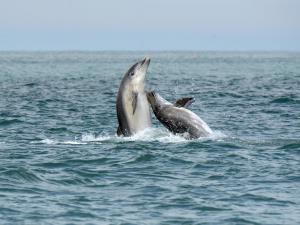 Bottlenose dolphins breaching near the boat