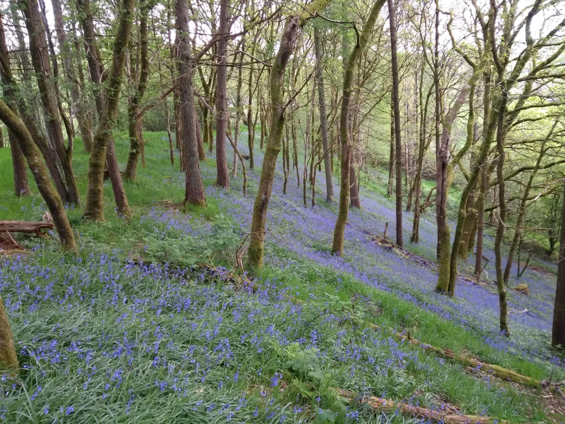 Blissful Bluebells in the Woods!