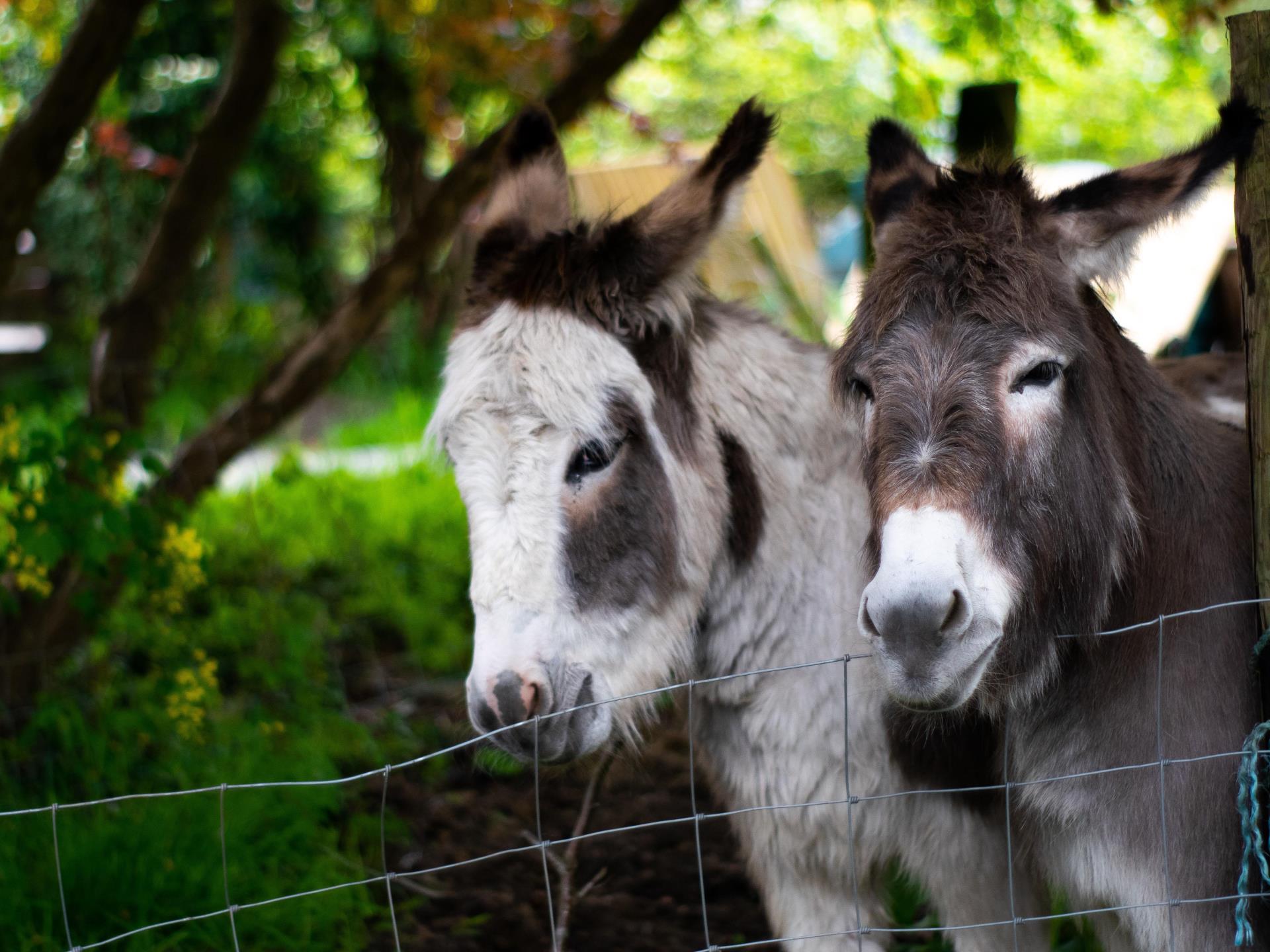 Rosie and Jasmine - Resident Donkeys