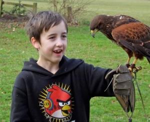 Falconry Experiences | VisitWales