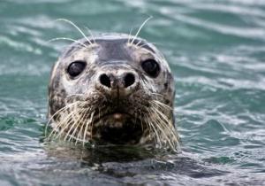 new quay dolphin boat trips