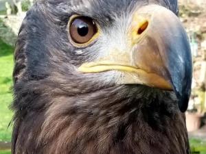 Falconry & Birds of Prey in West Wales near me