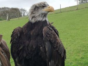 Birds of prey experiences in Wales, Things to do