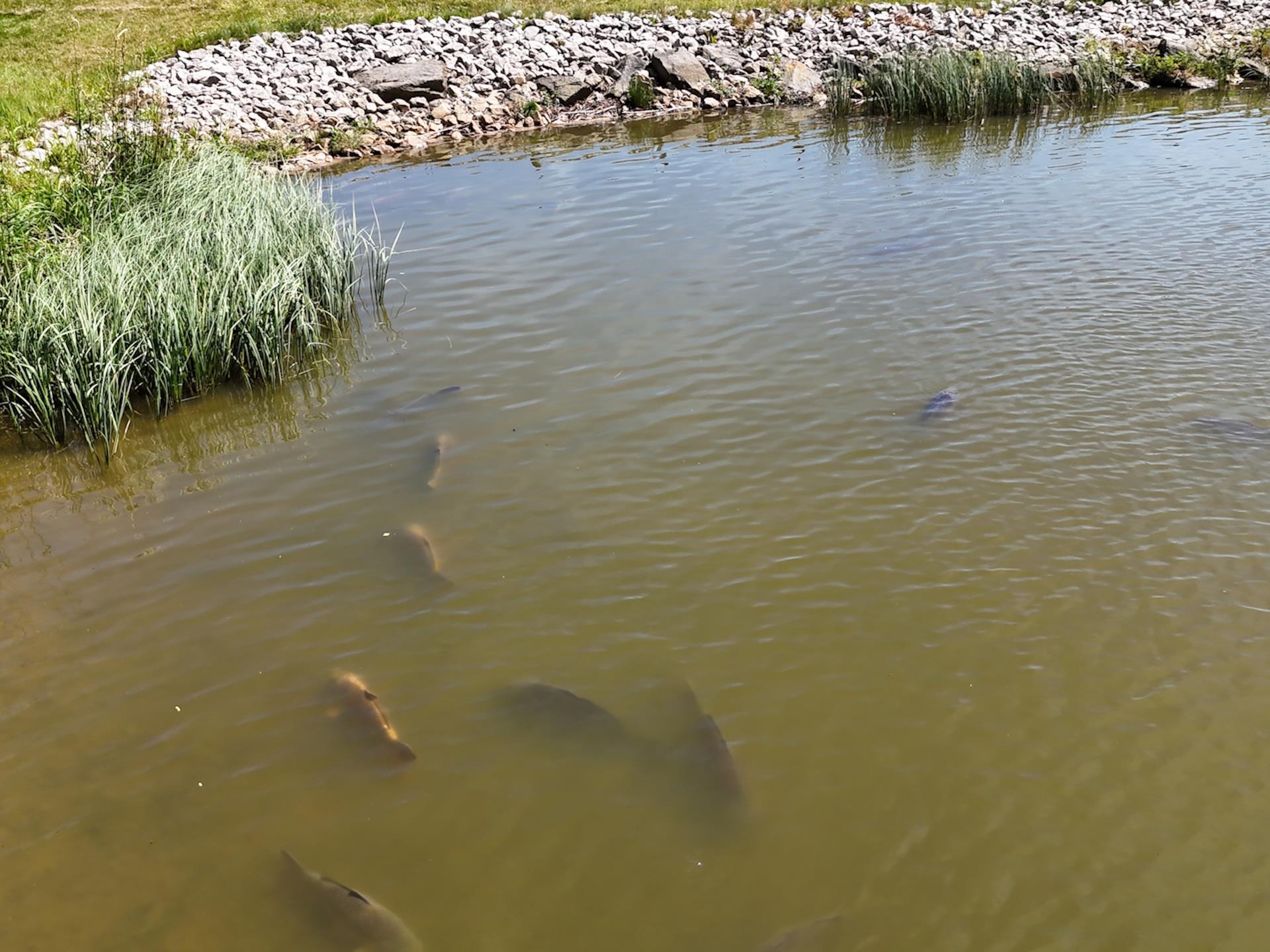 Gweryd Lakes Fishery