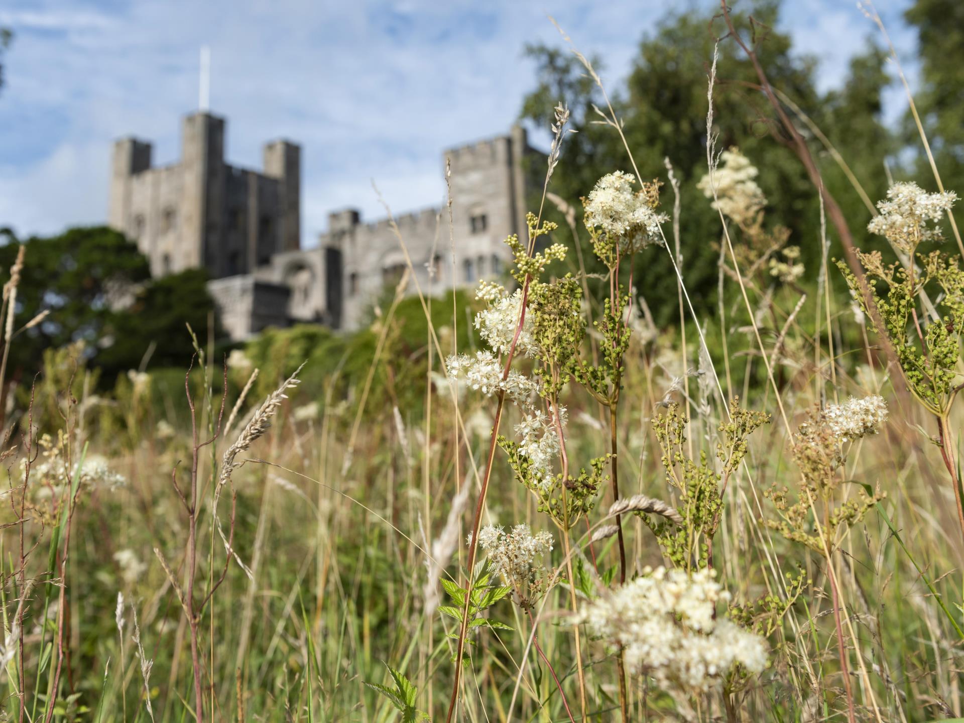 Magnificent meadows at Penrhyn Castle
