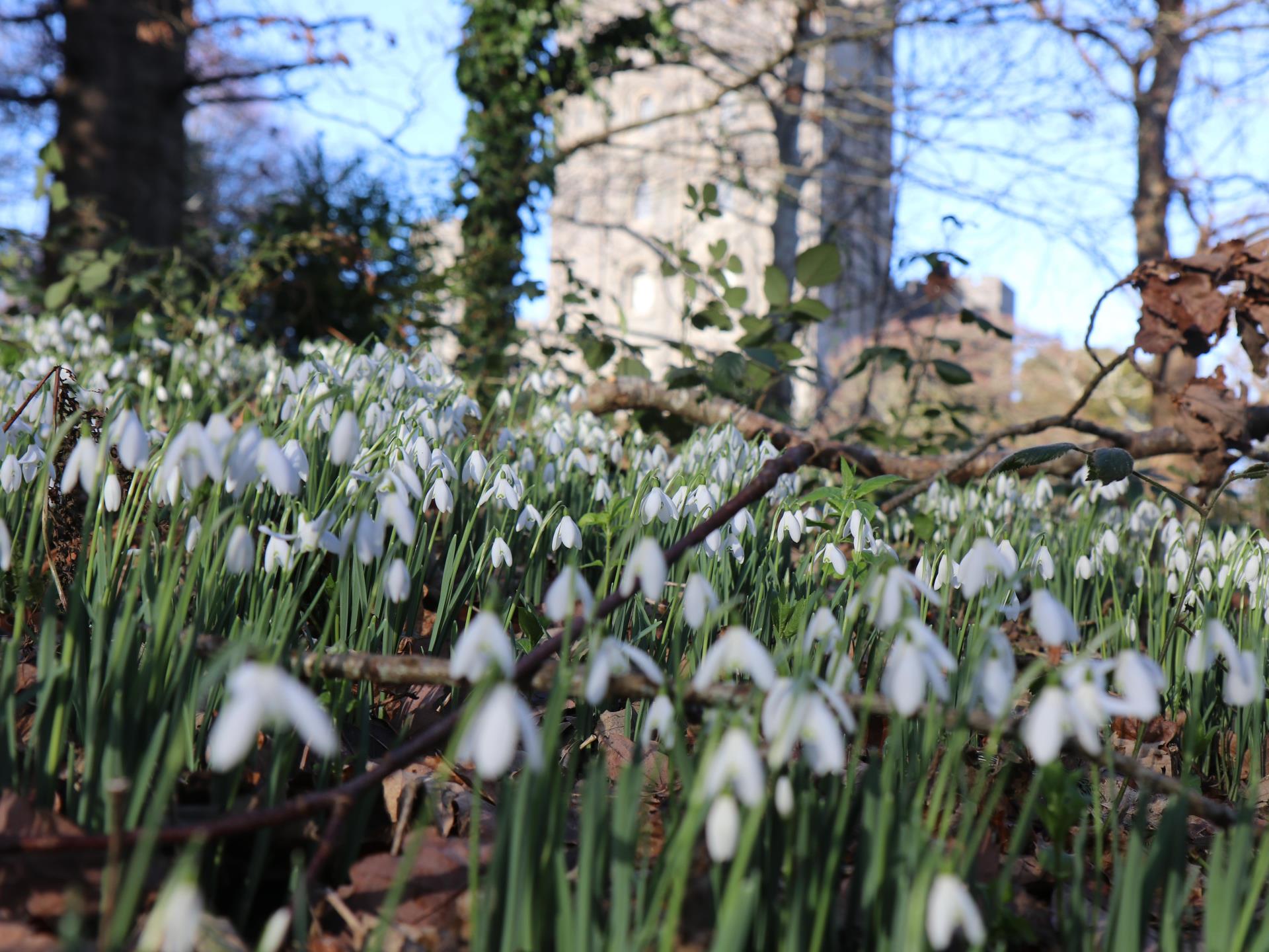 Snowdrops at Penrhyn Castle in the winter