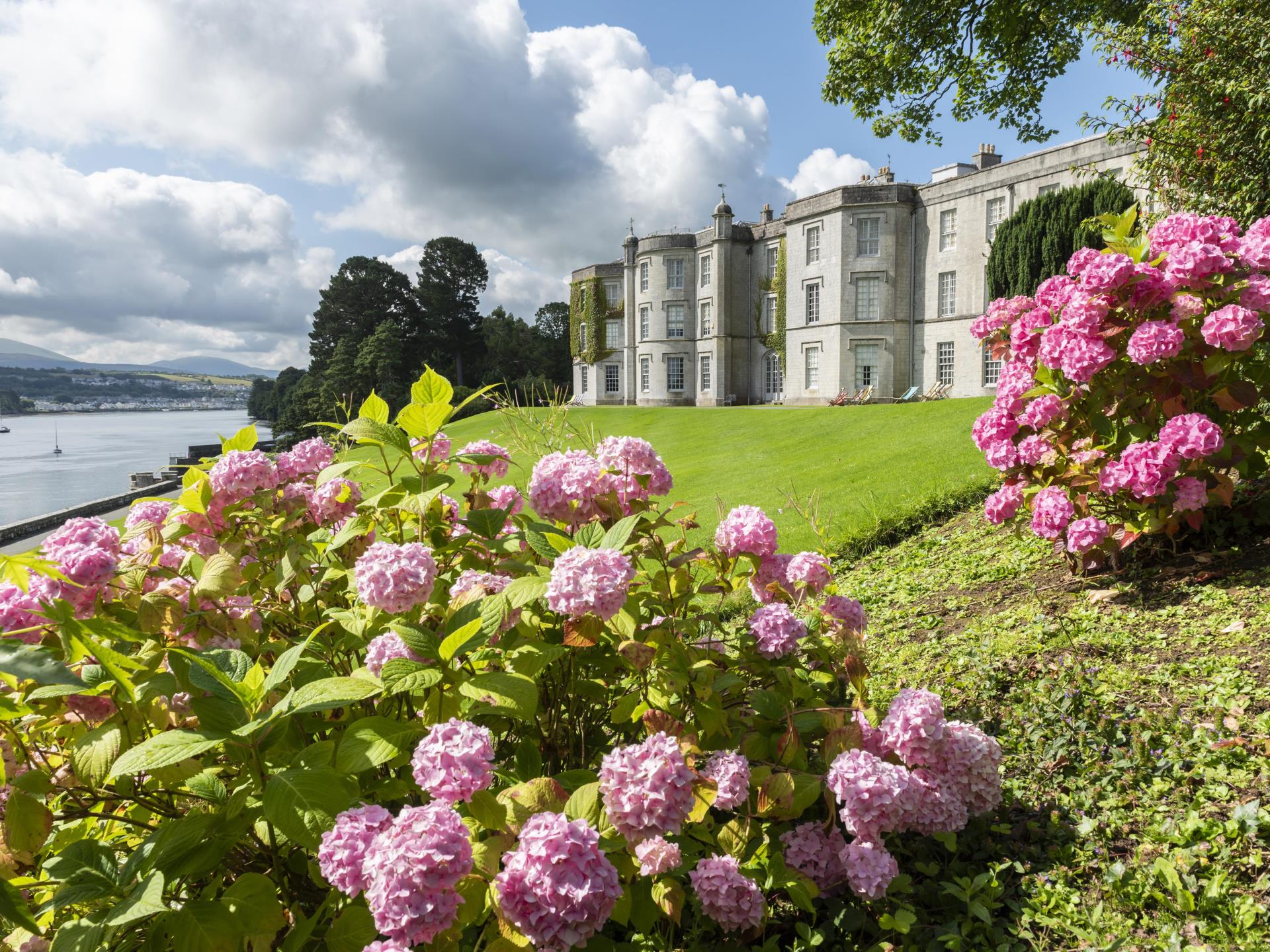 Pink Hydrangeas at Plas Newydd during Summer - Nat