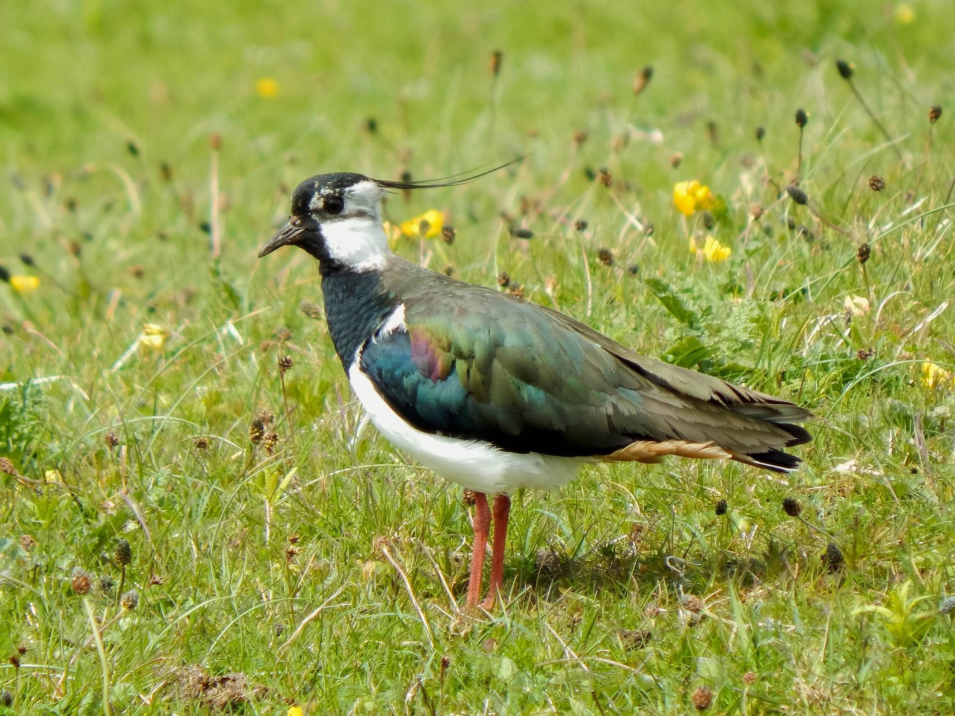 RSPB Conwy