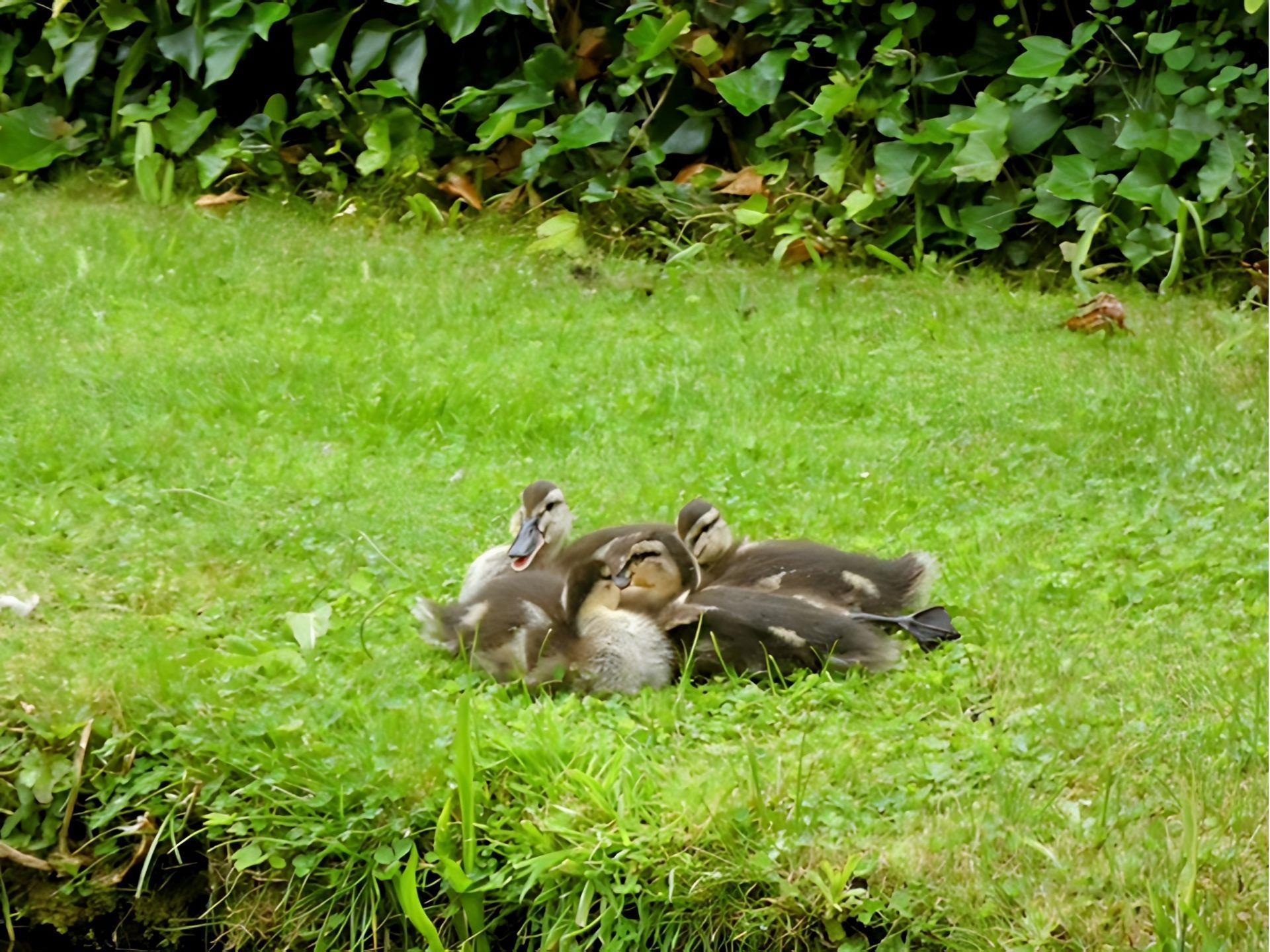 Llangollen Canal Wildlife