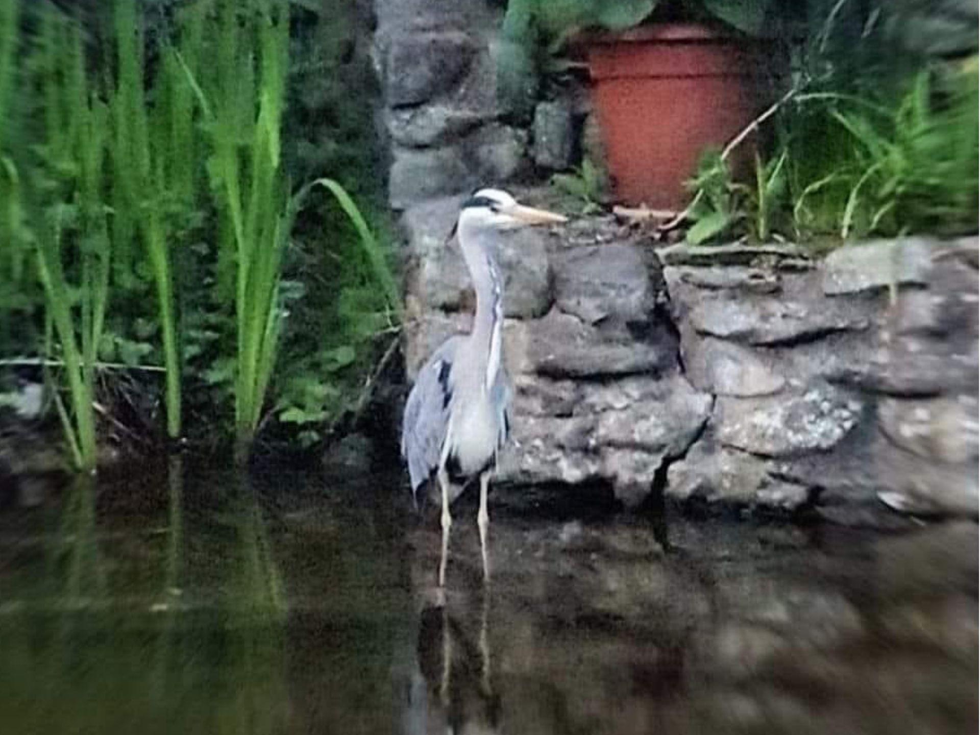 Llangollen Canal Wildlife