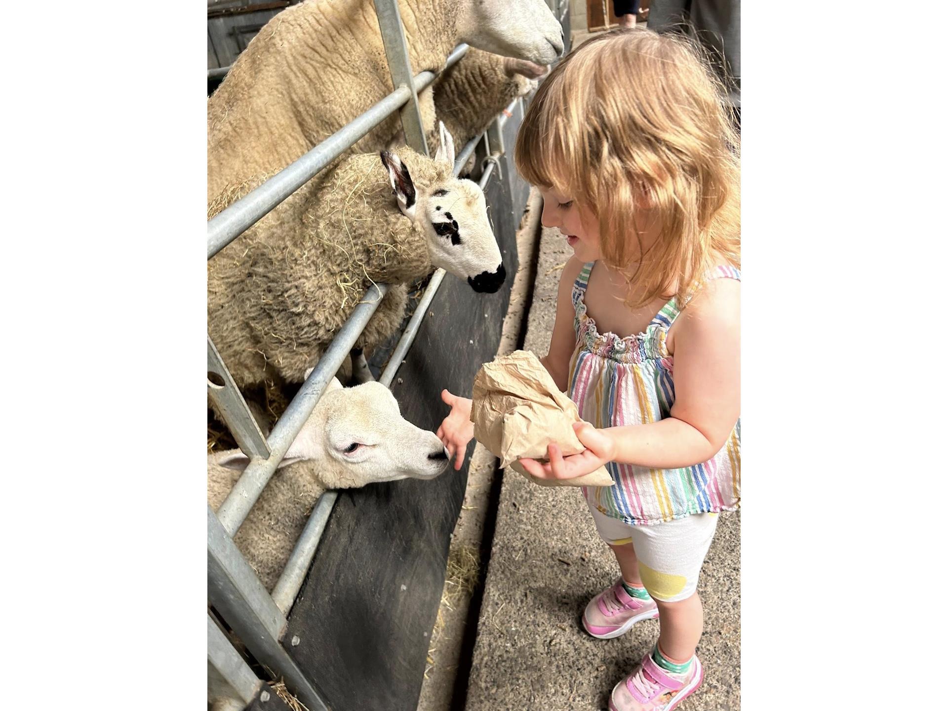 Foel Farm Park