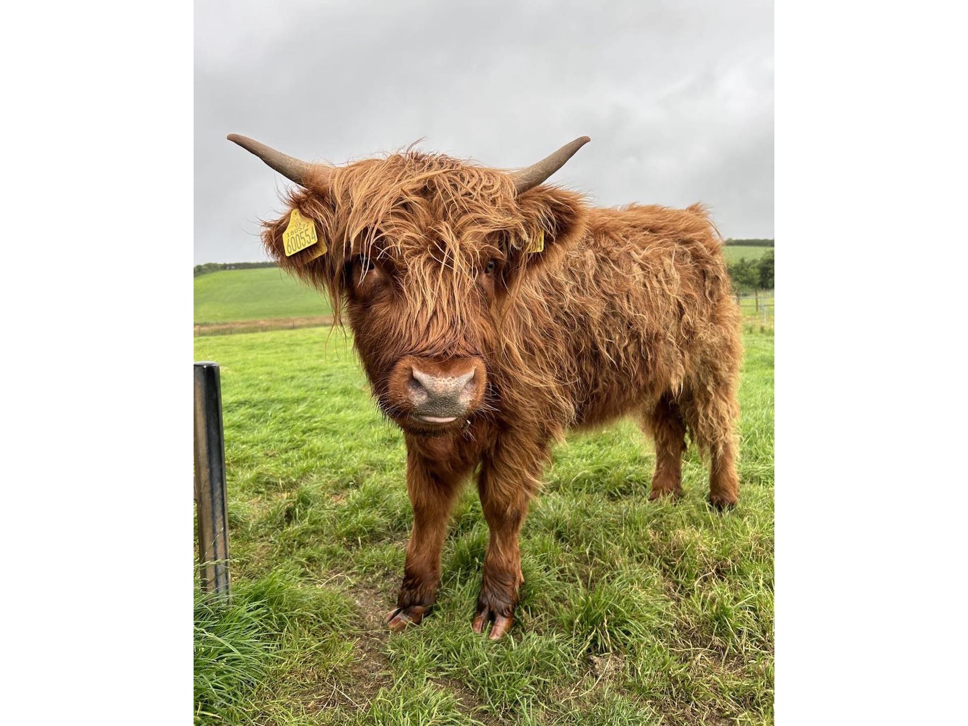 Foel Farm Park