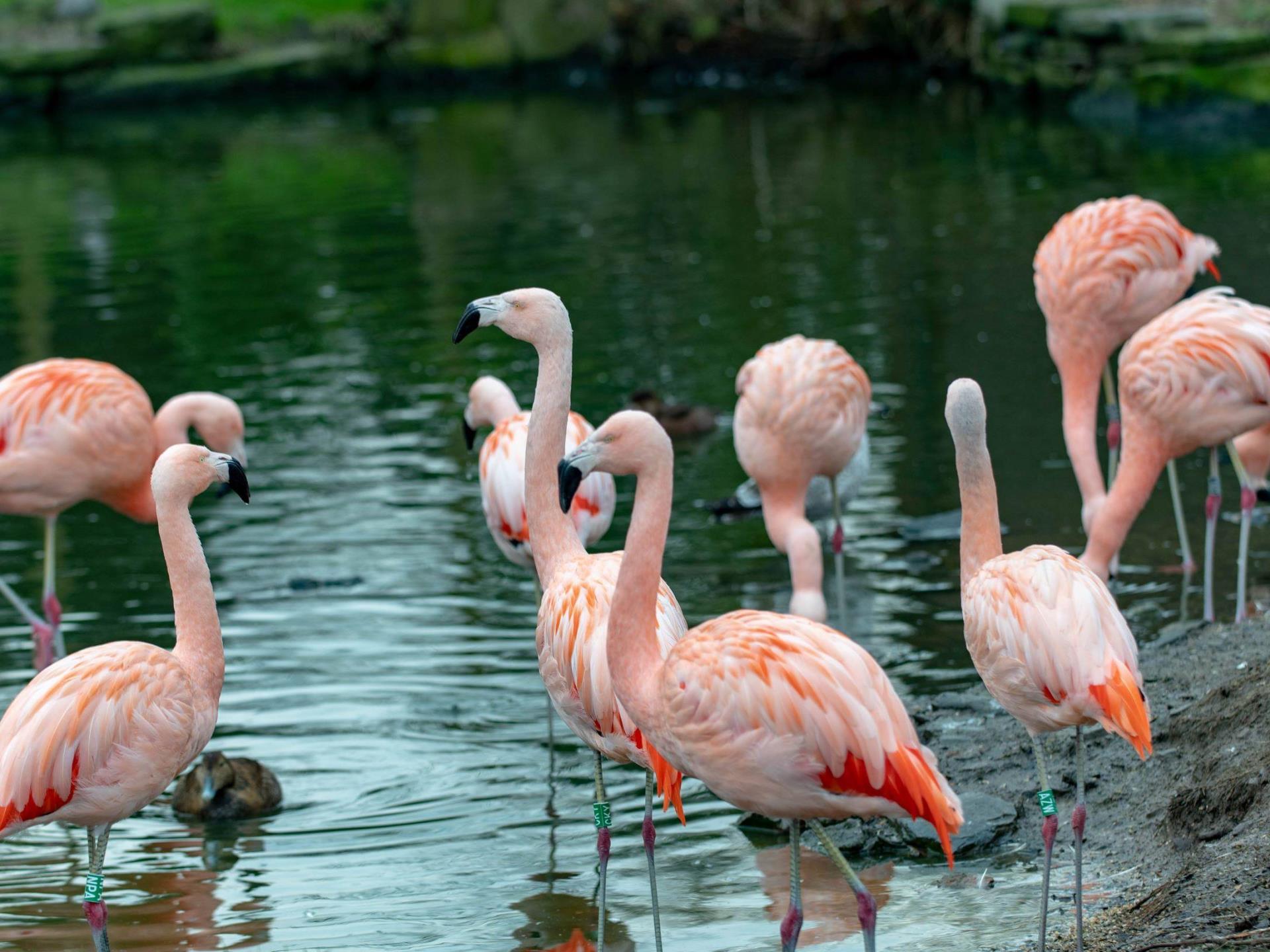 Chilean Flamingo