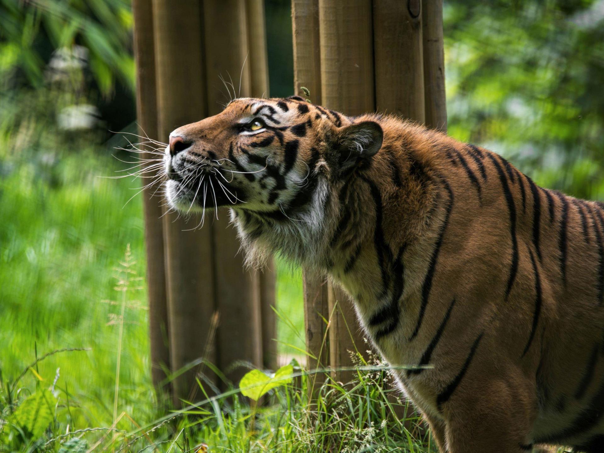 Sumatran Tiger