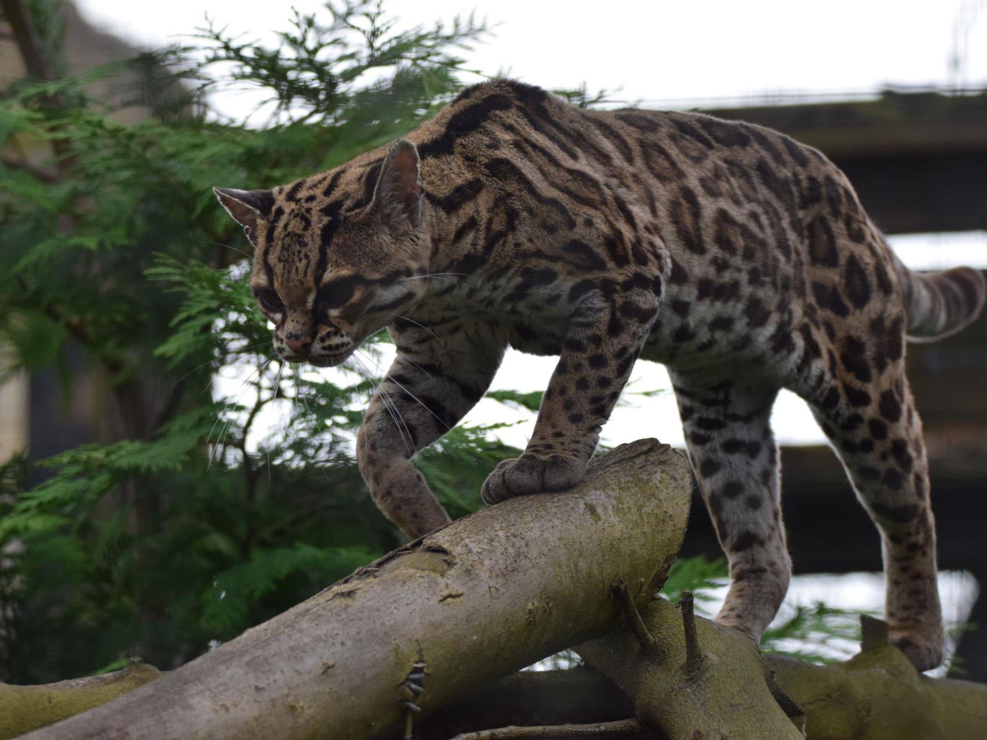 Margay