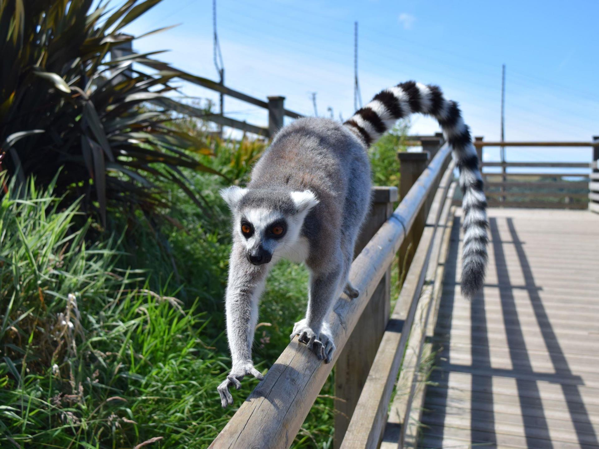 Ring Tail Lemur