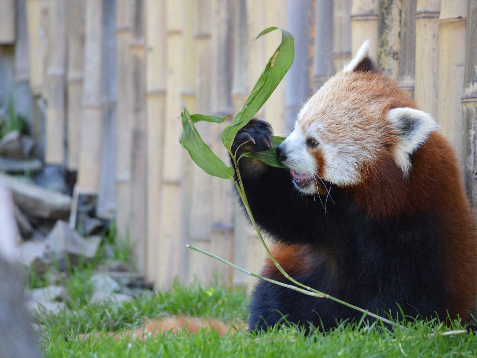 Red Panda