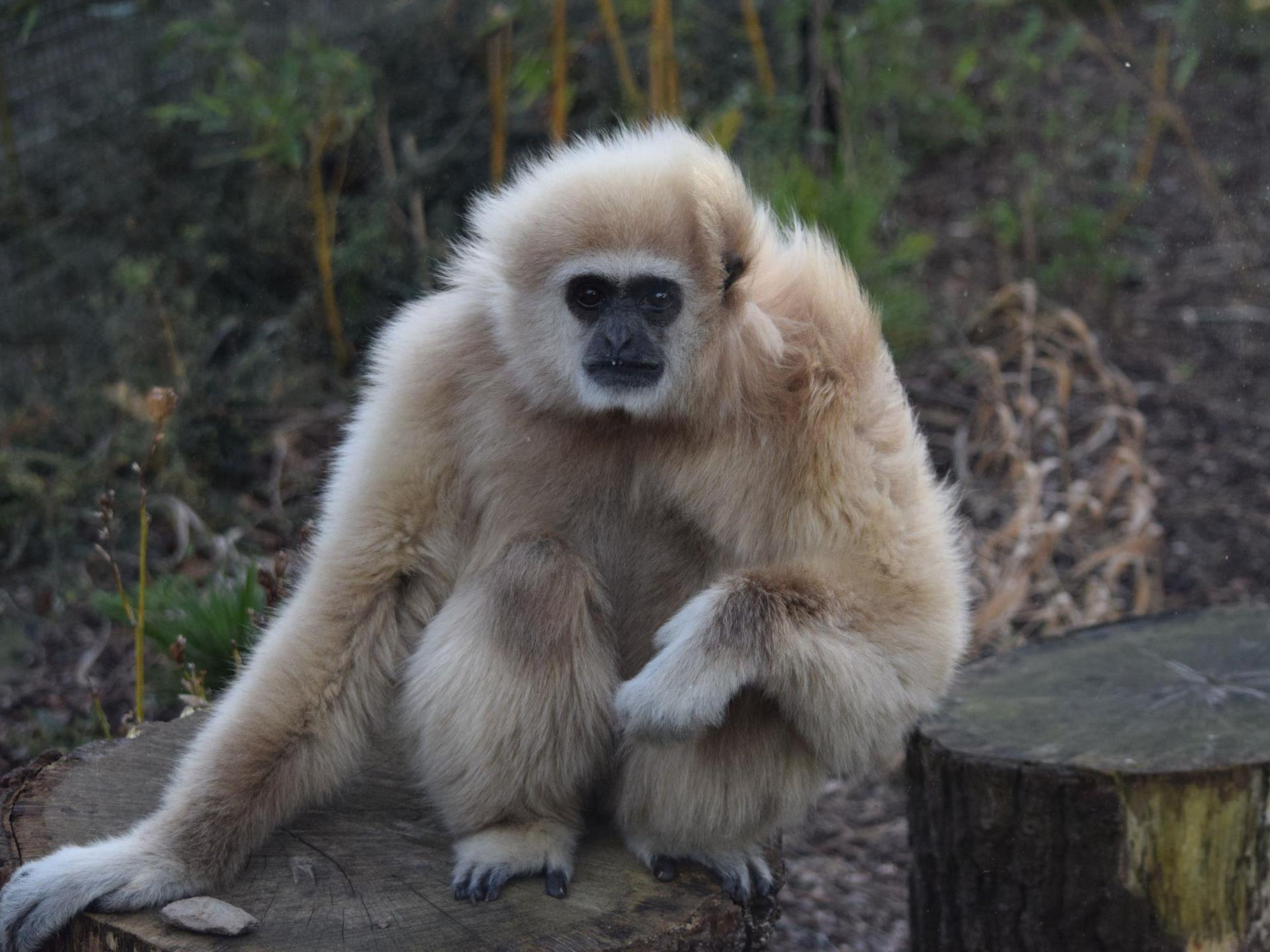 Lar Gibbon