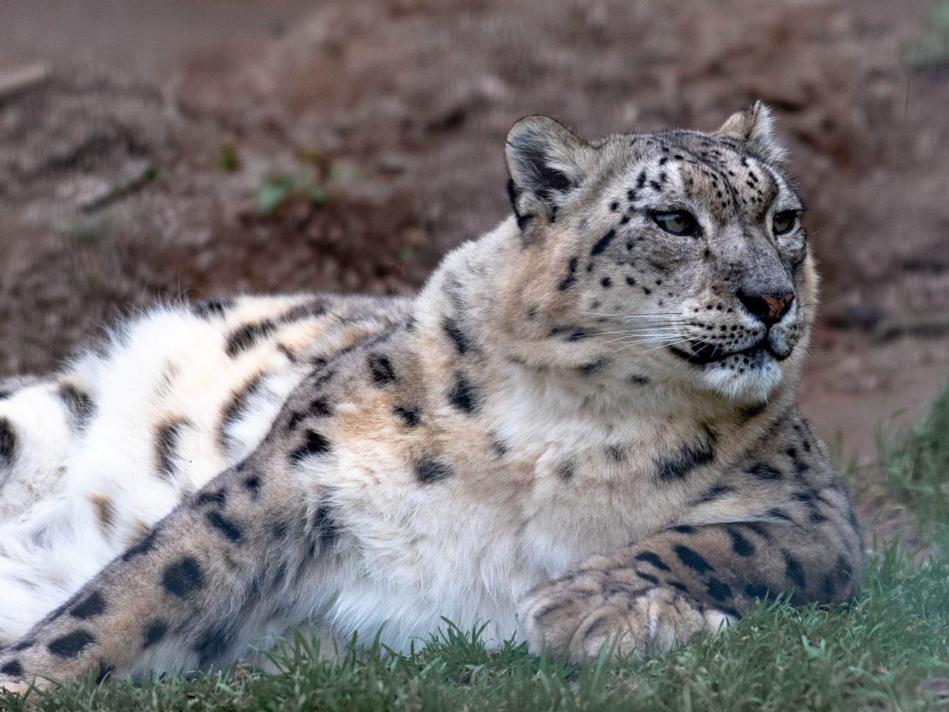 Snow Leopard