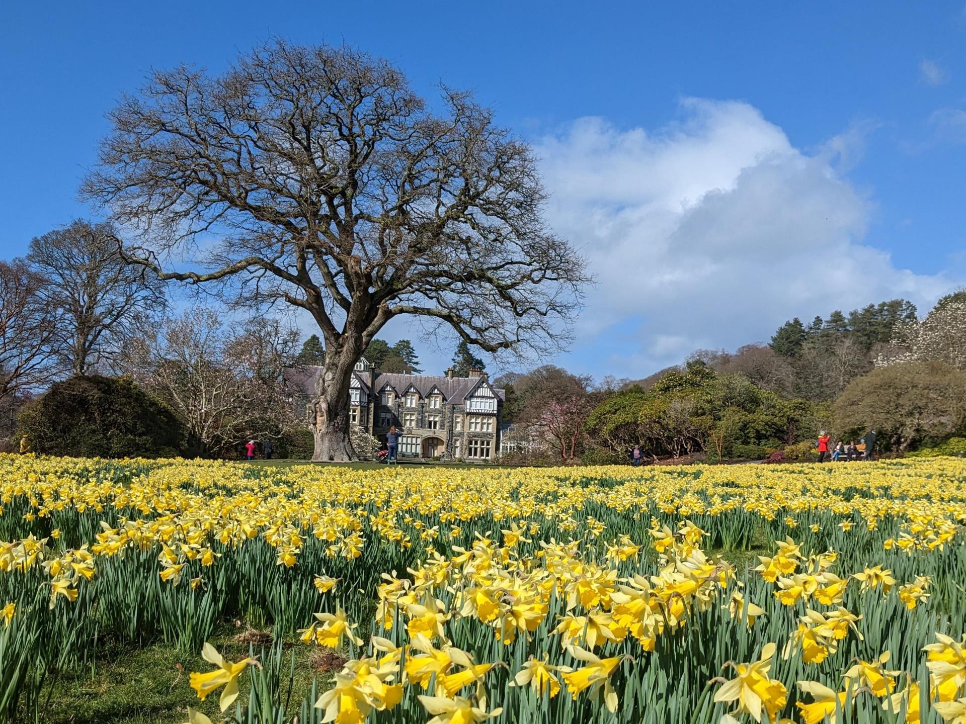 Daffodils in the Old Park, Bodnant Garden