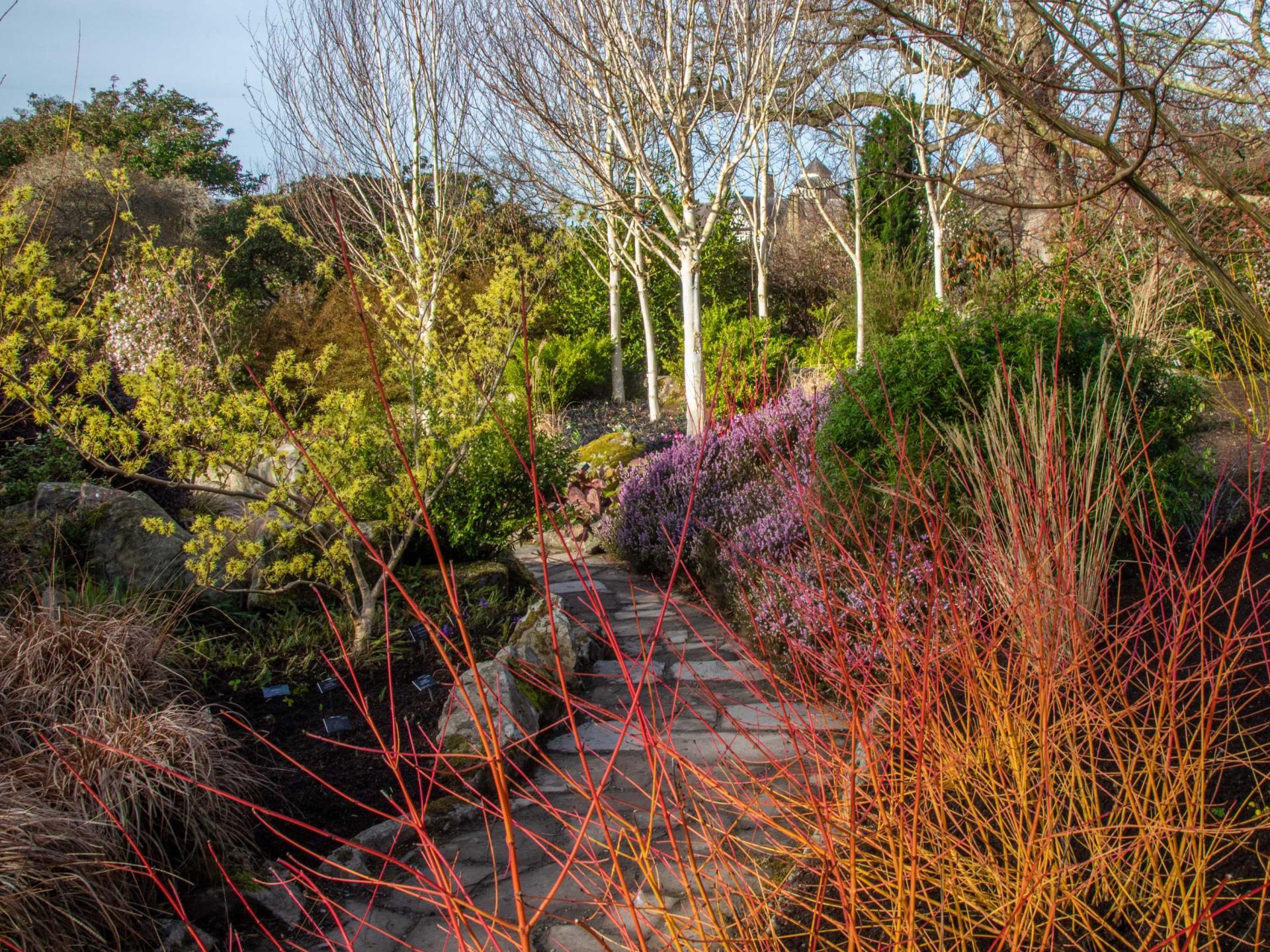 The Winter Garden at Bodnant Garden