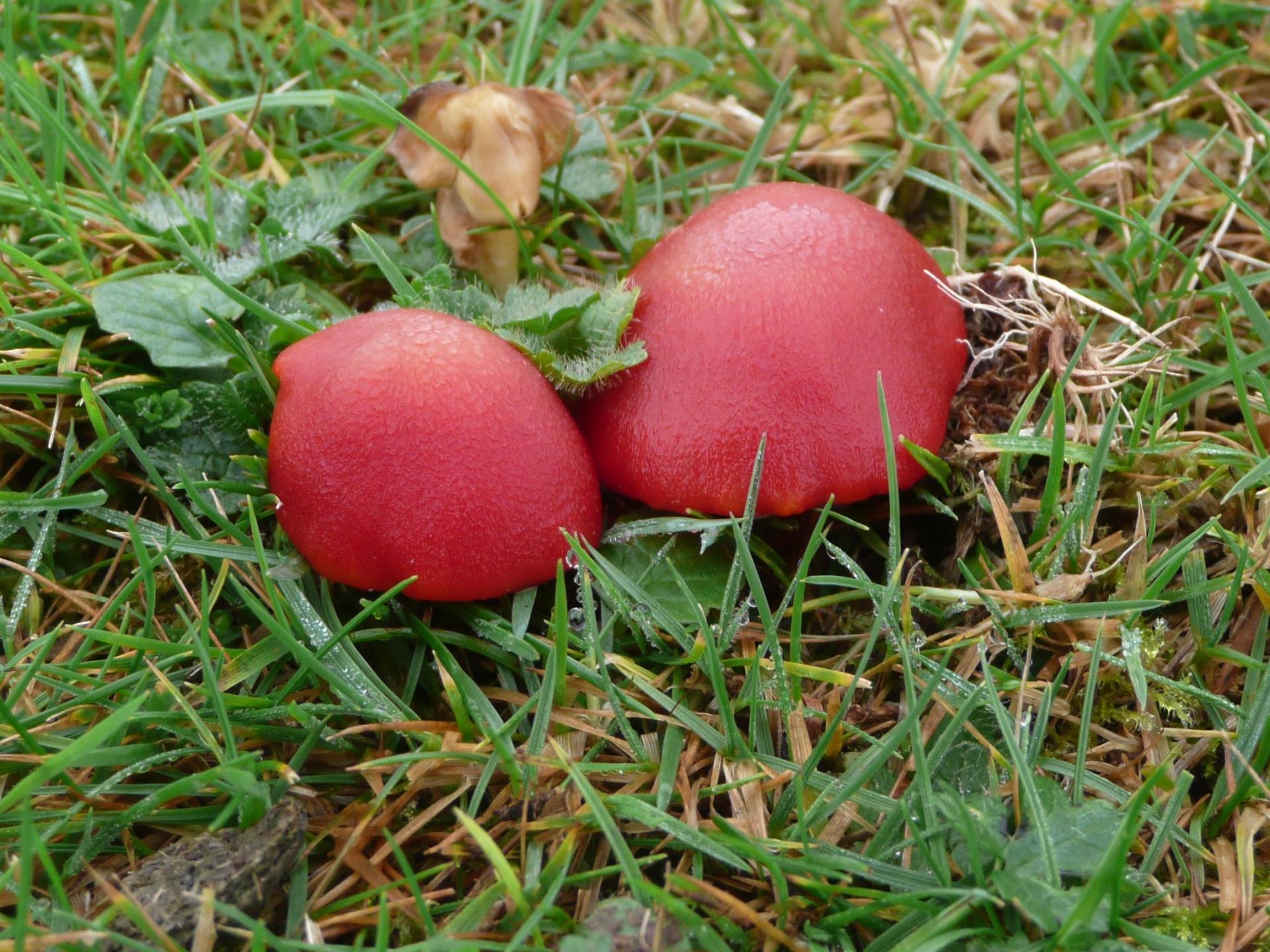 Rare Waxcap Fungi