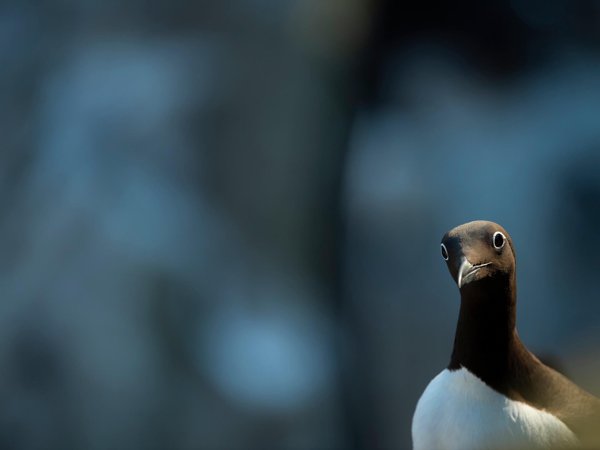 RSPB South Stack