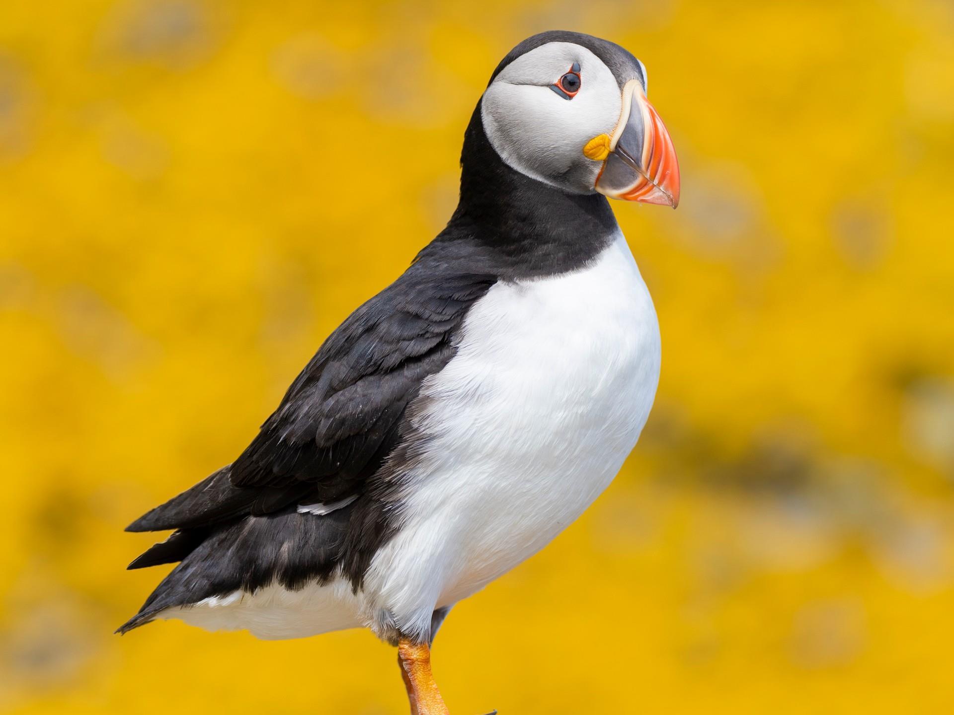 RSPB South Stack