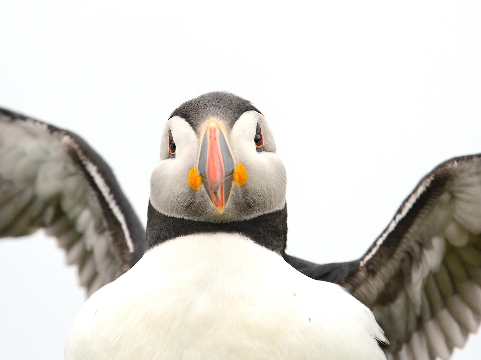 RSPB South Stack