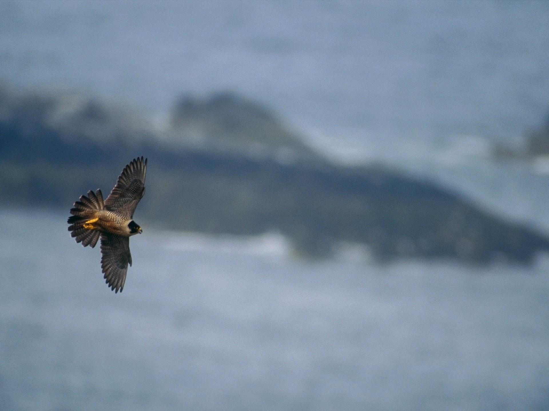 RSPB South Stack