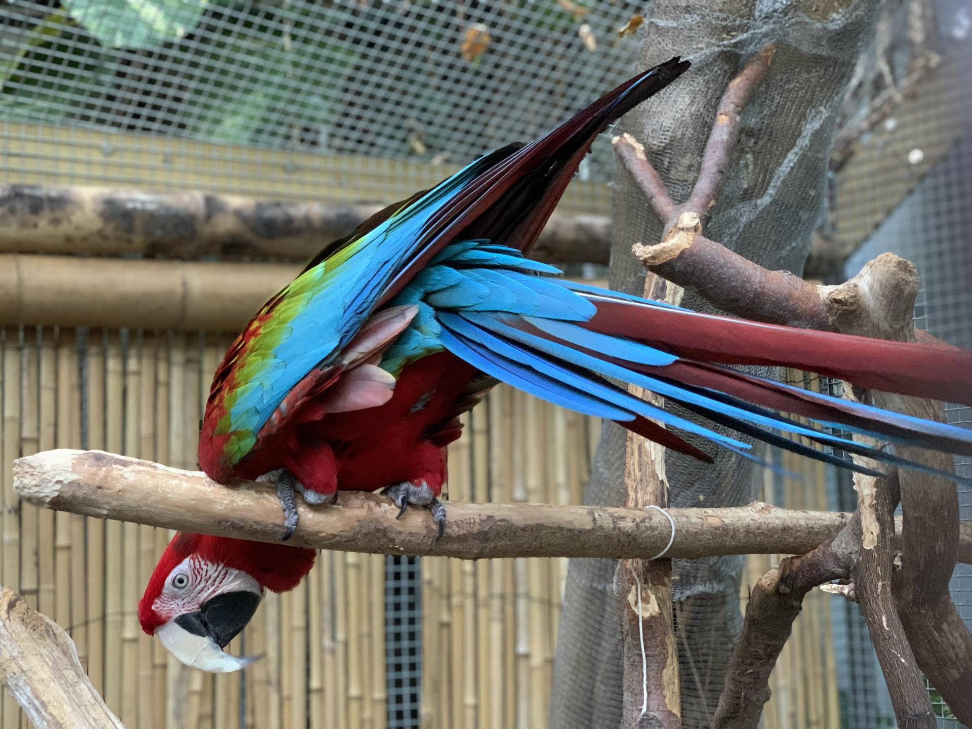Rainbow the Macaw