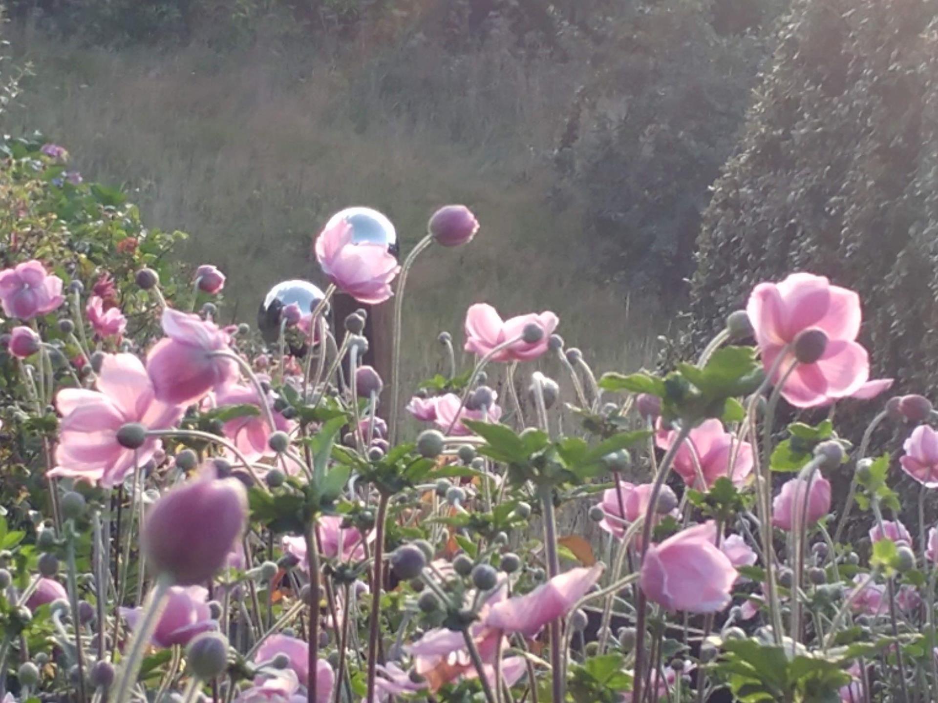 Anemone Japonica at Veddw. 