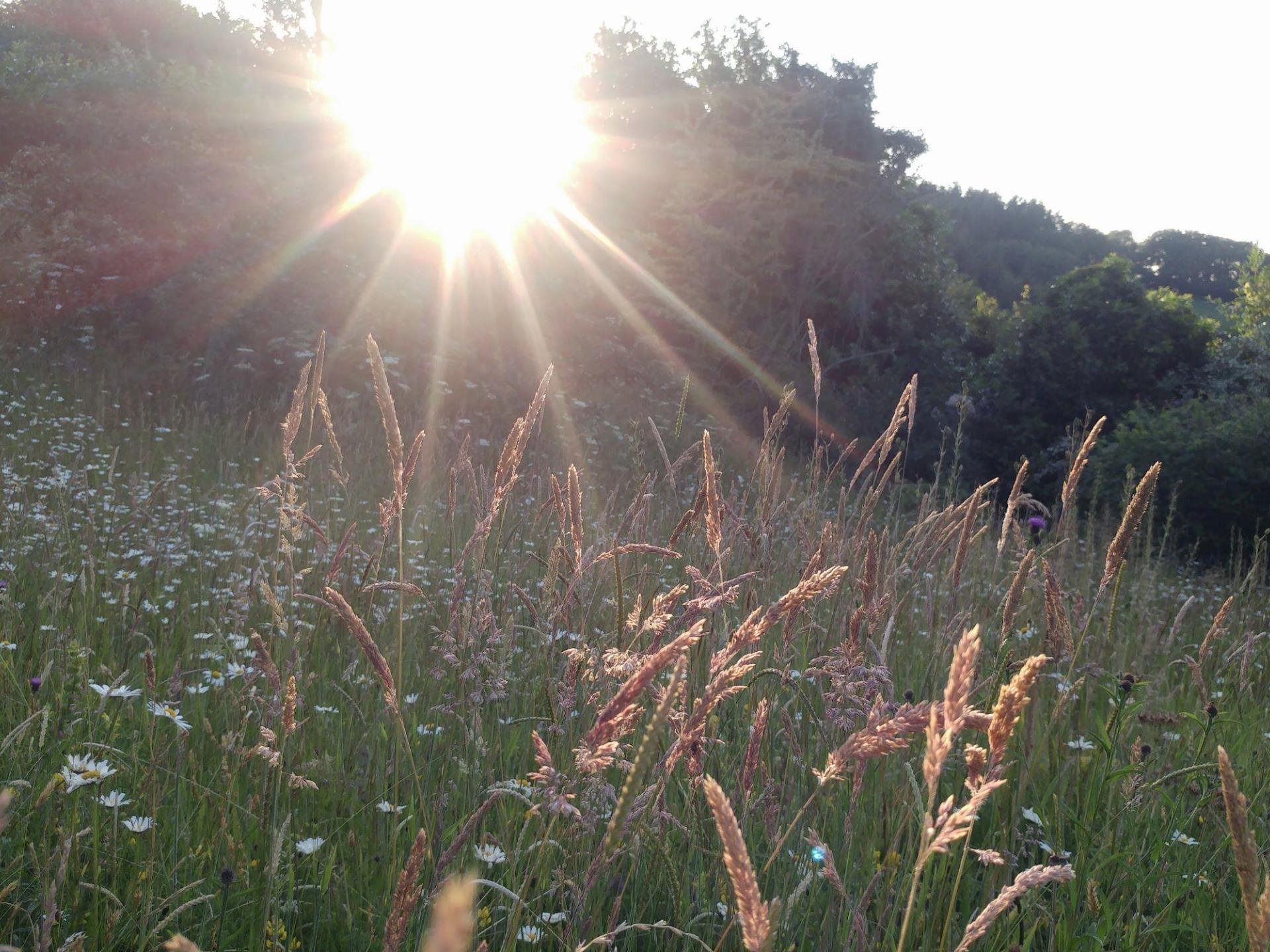 Meadow at Veddw