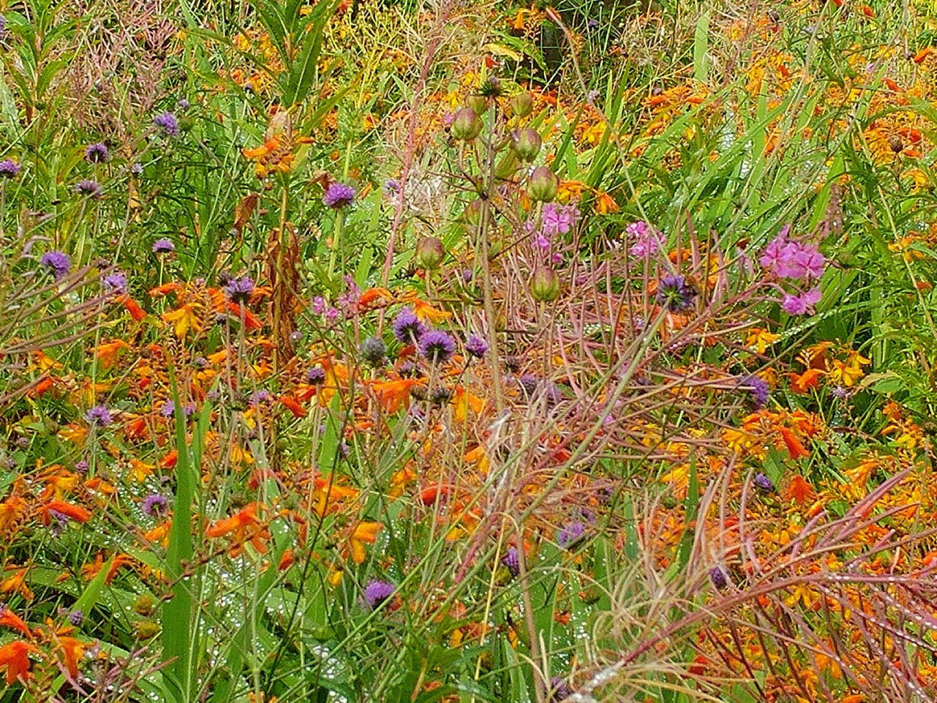 Wild Garden at Veddw