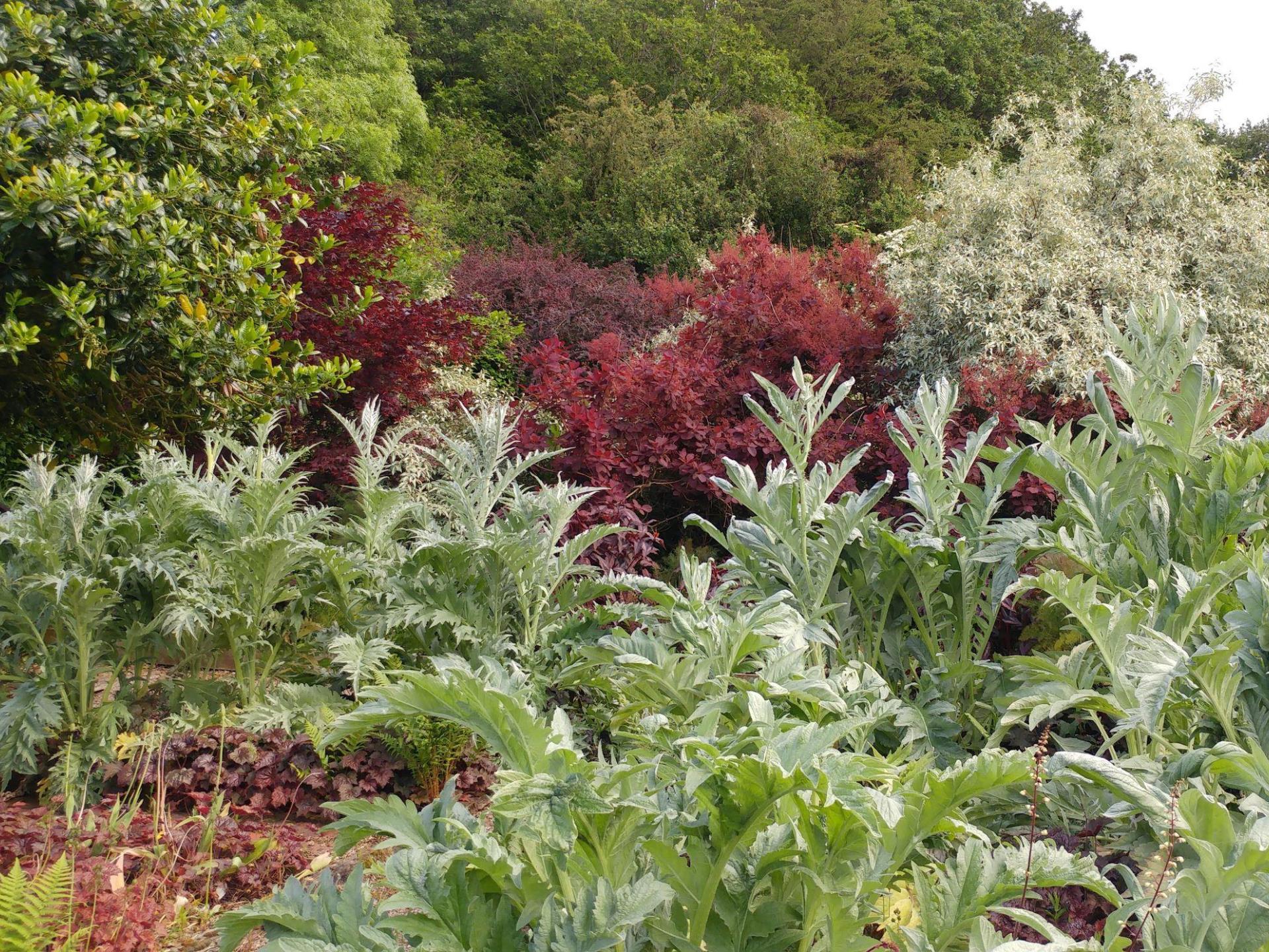 Veg Plot at Veddw