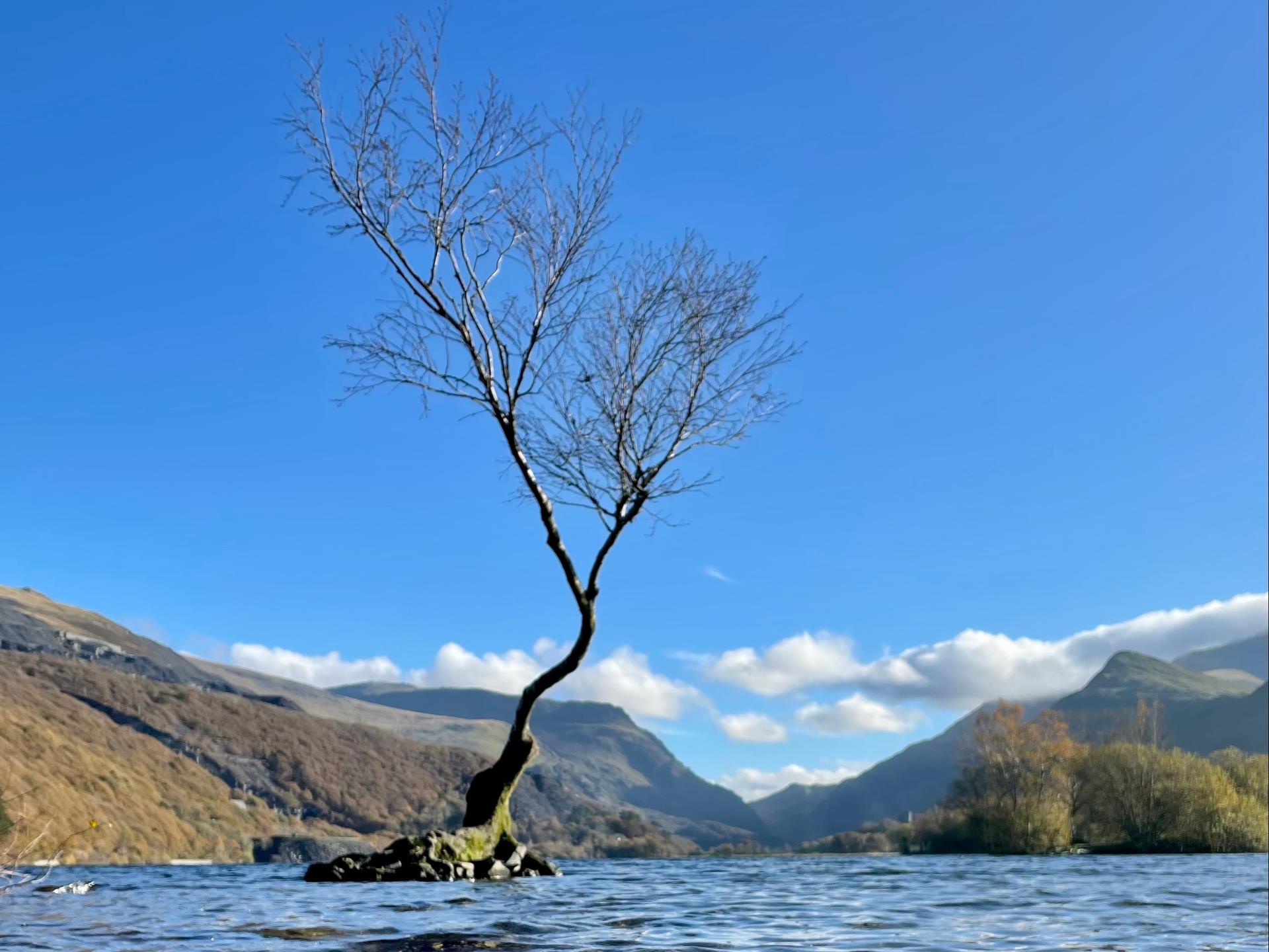The Lone Tree and Llyn Padarn