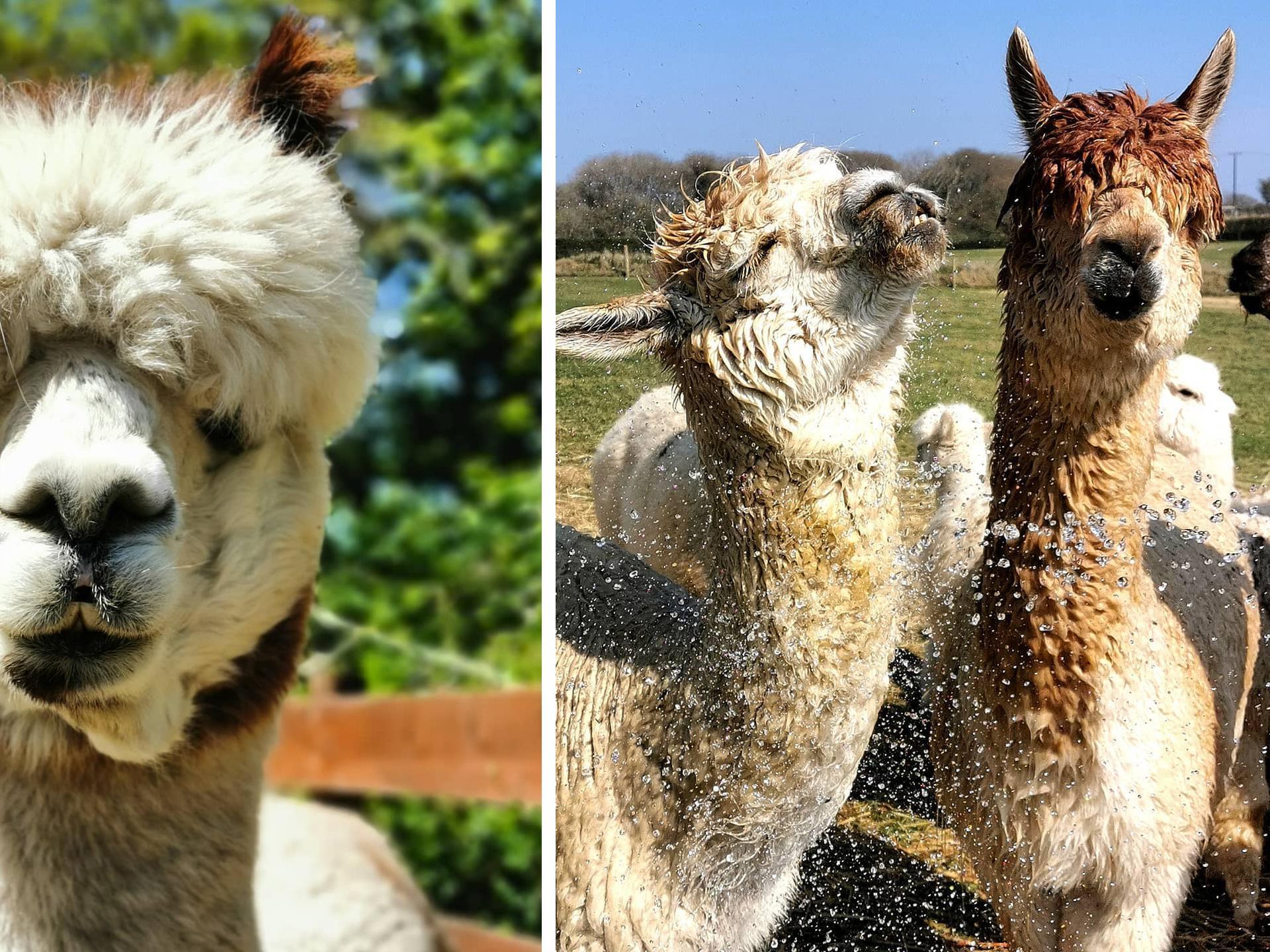 The alpacas at Sian O'Doherty Textiles of Wales