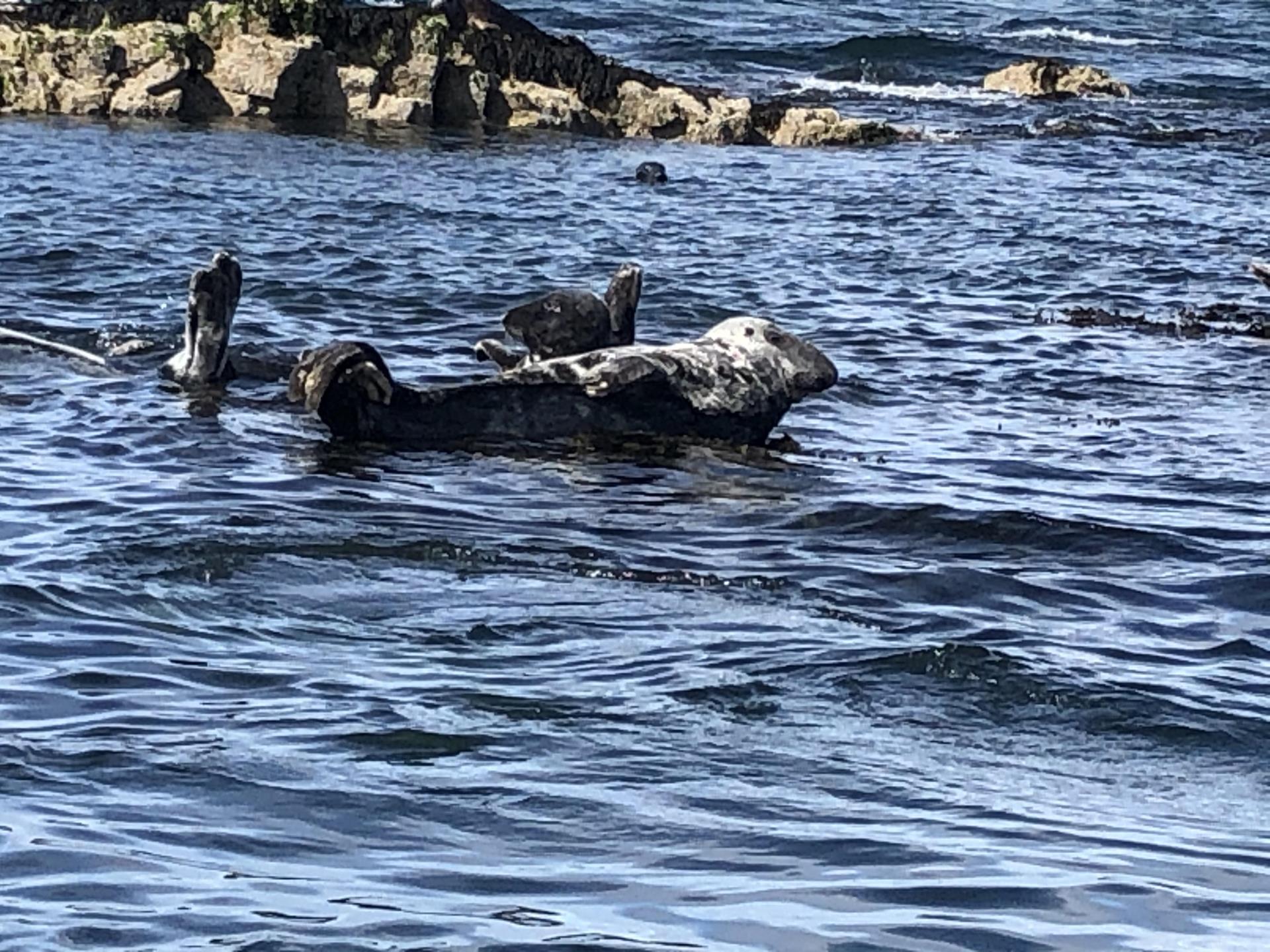 Seals off Pufin Island