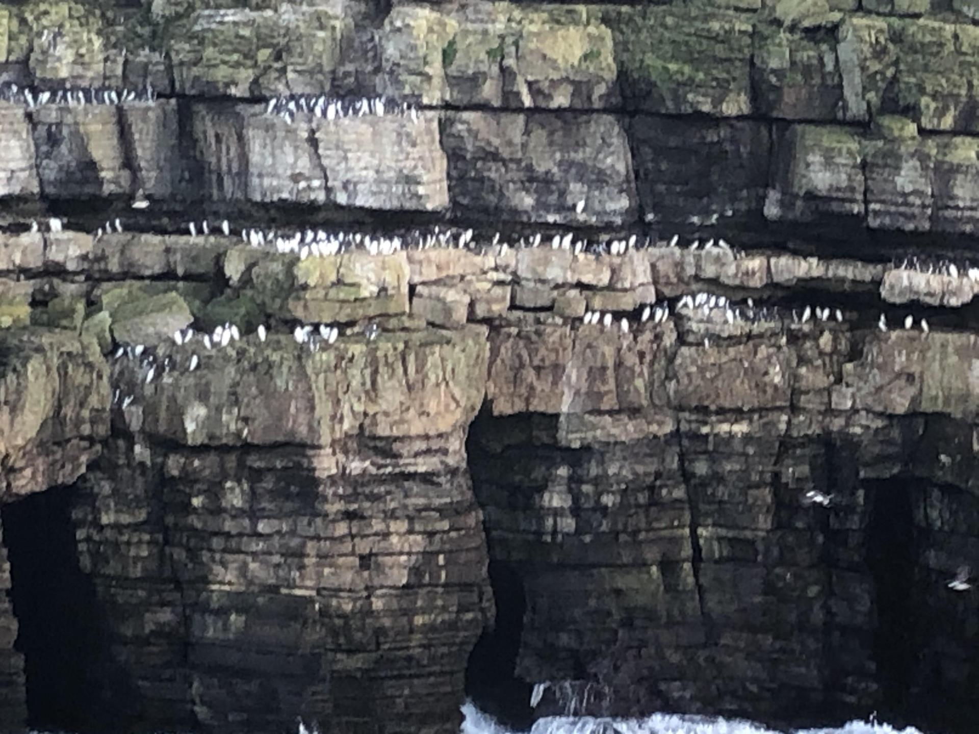 Anglesey Penguins - Guillemots (!) and Puffins