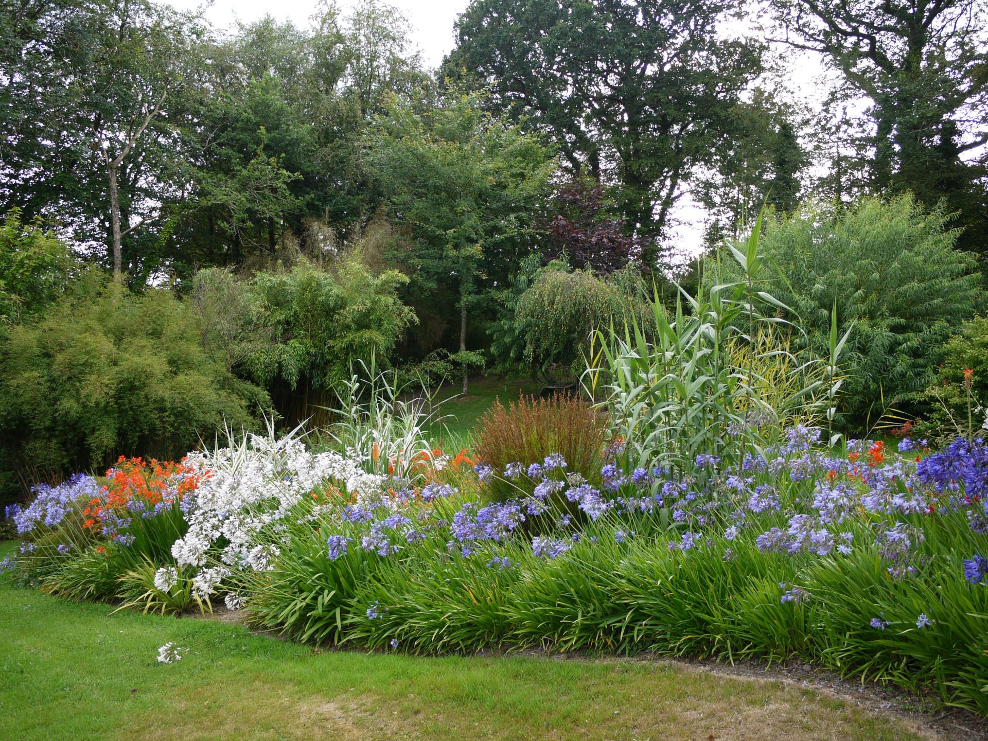 Agapanthus bed with Crocosmia - August