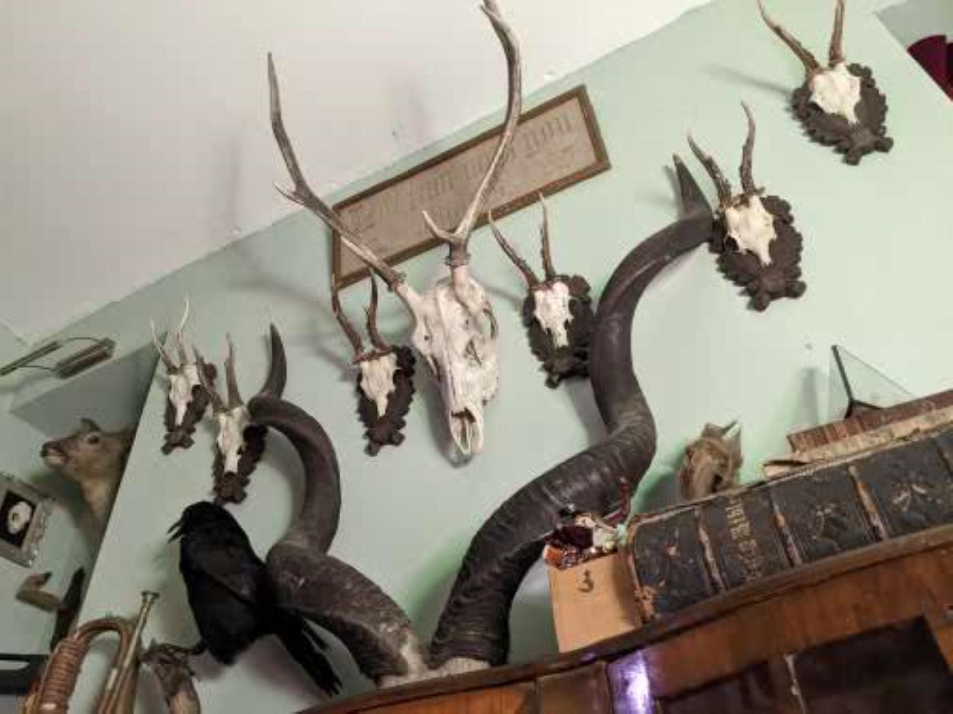 Deer skulls & Kudu horns